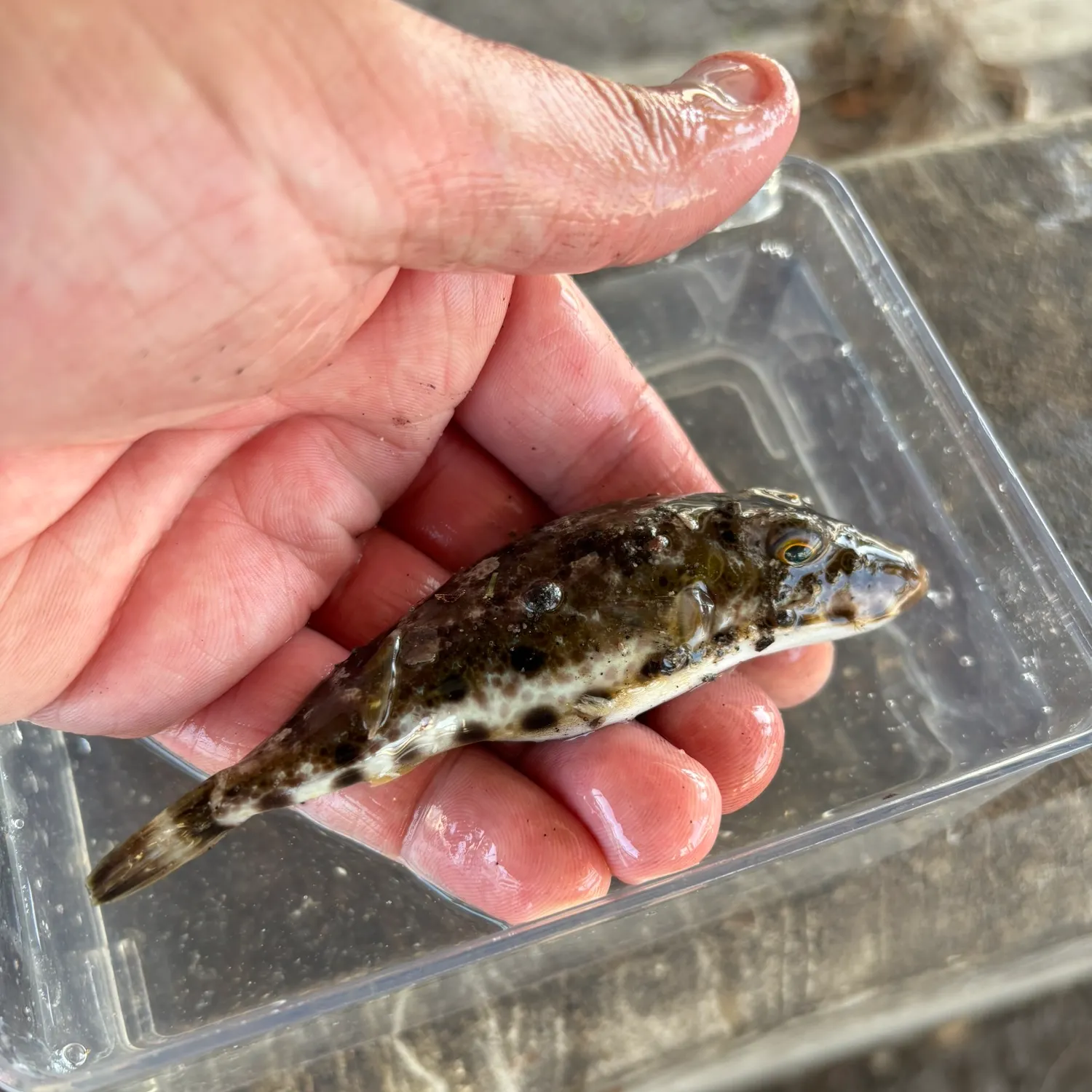 The most recent Bandtail puffer catches on Fishbrain