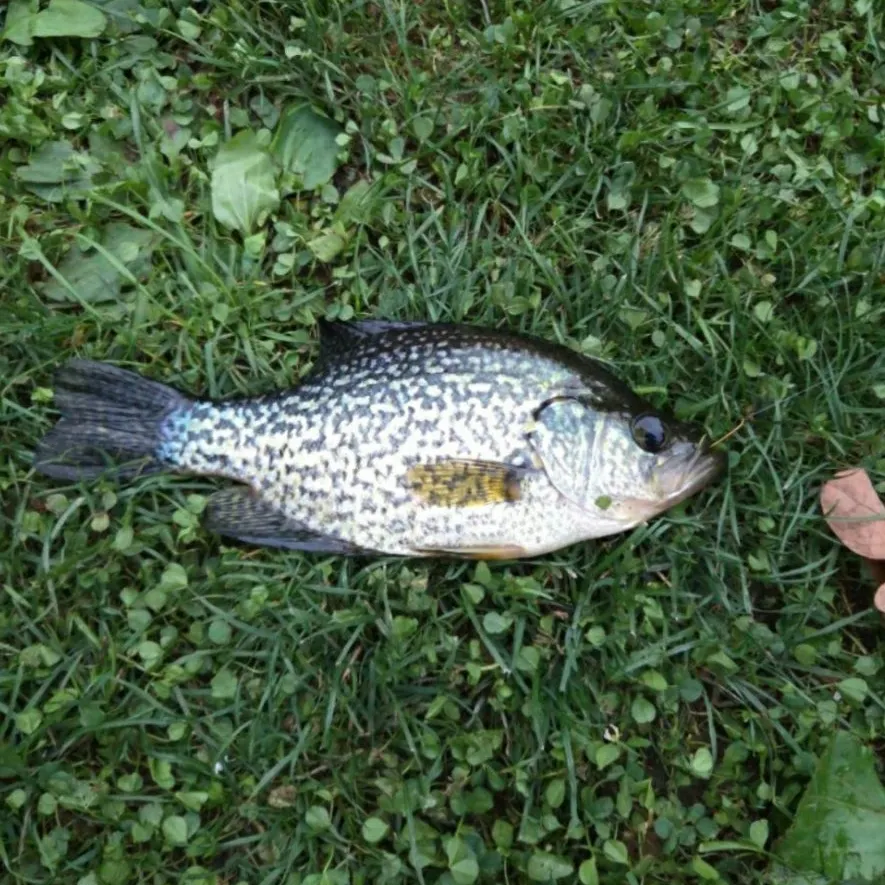 Black crappie caught on Fishbrain