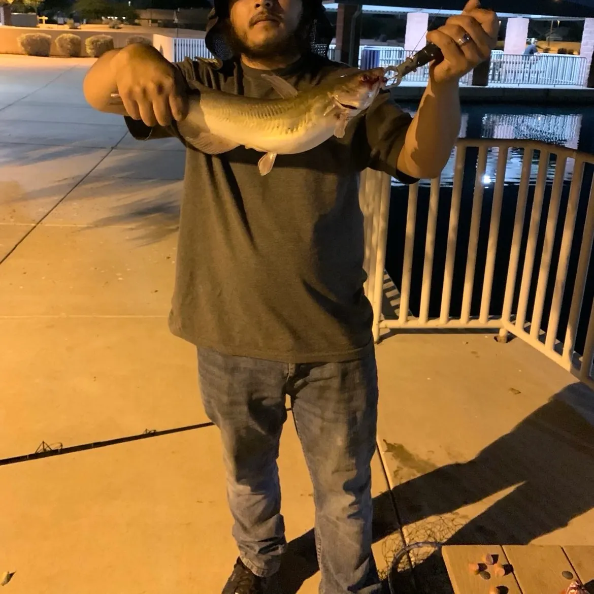 Channel catfish caught on Fishbrain