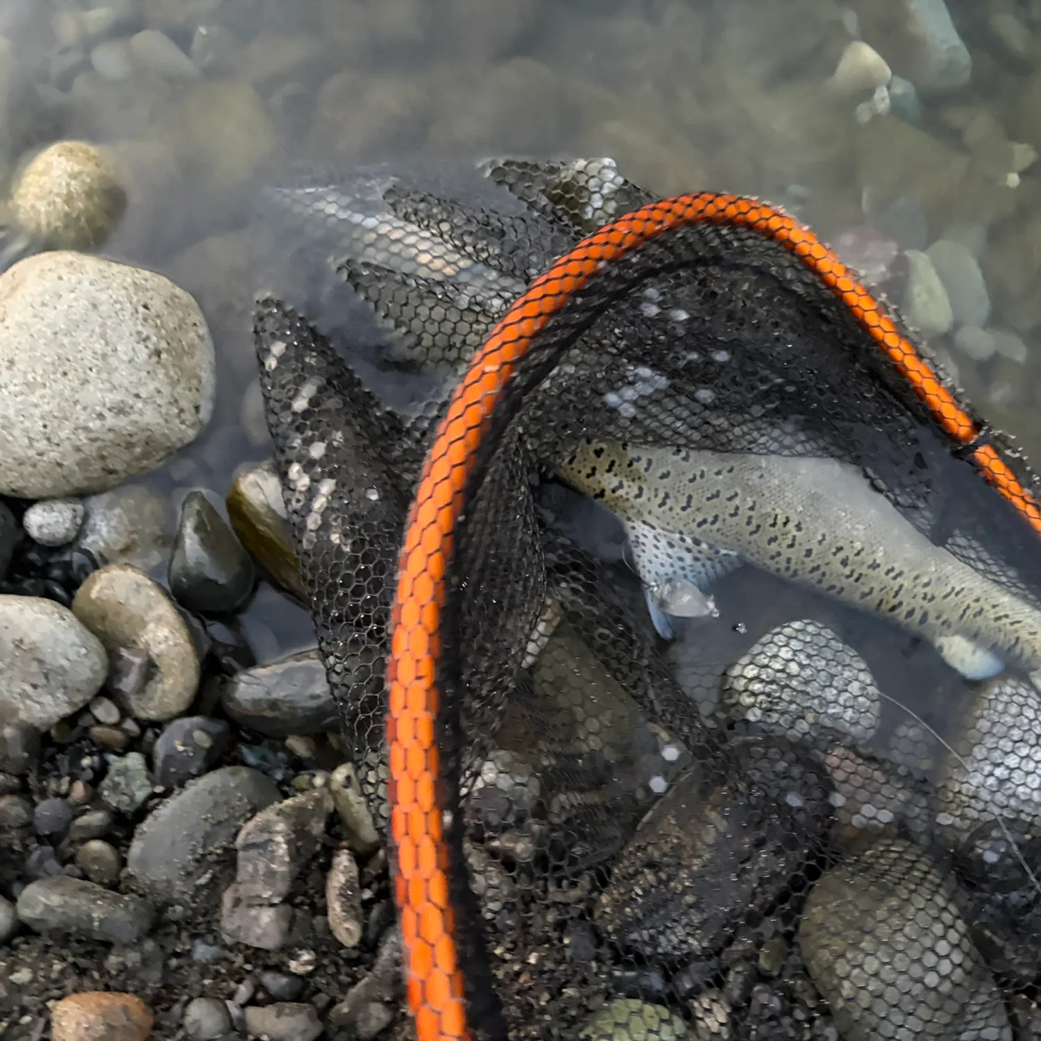 Chinook salmon caught on Fishbrain