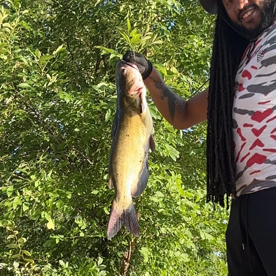The most recent White bullhead catches on Fishbrain