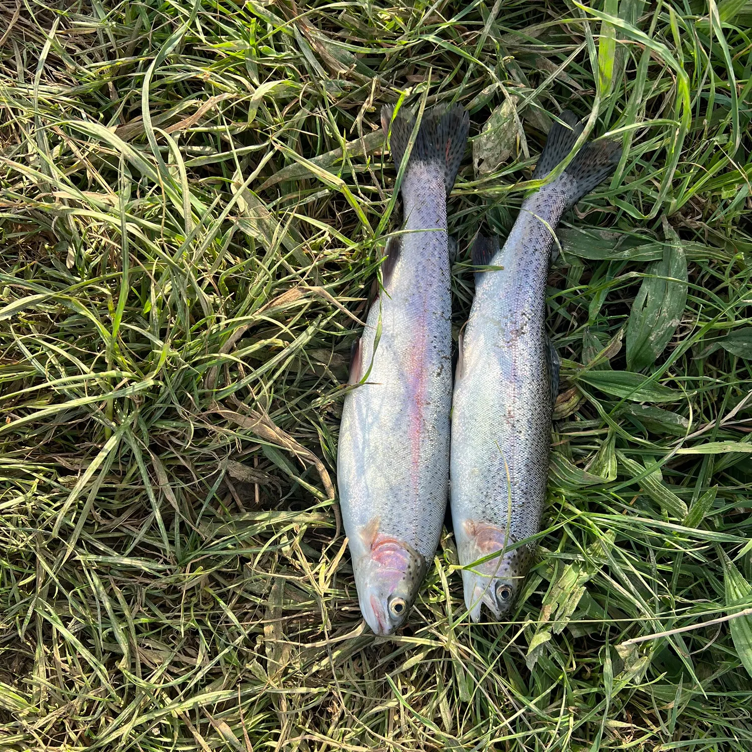 European perch caught on Fishbrain