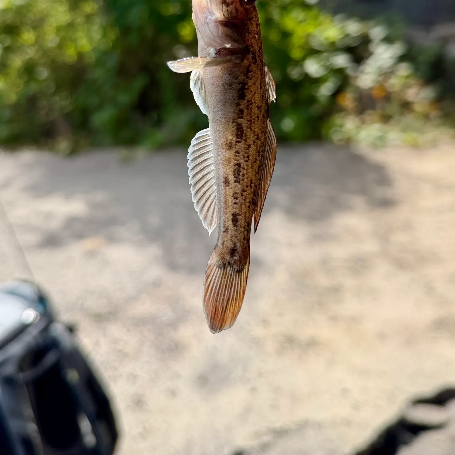 Northern tessellated darter caught on Fishbrain