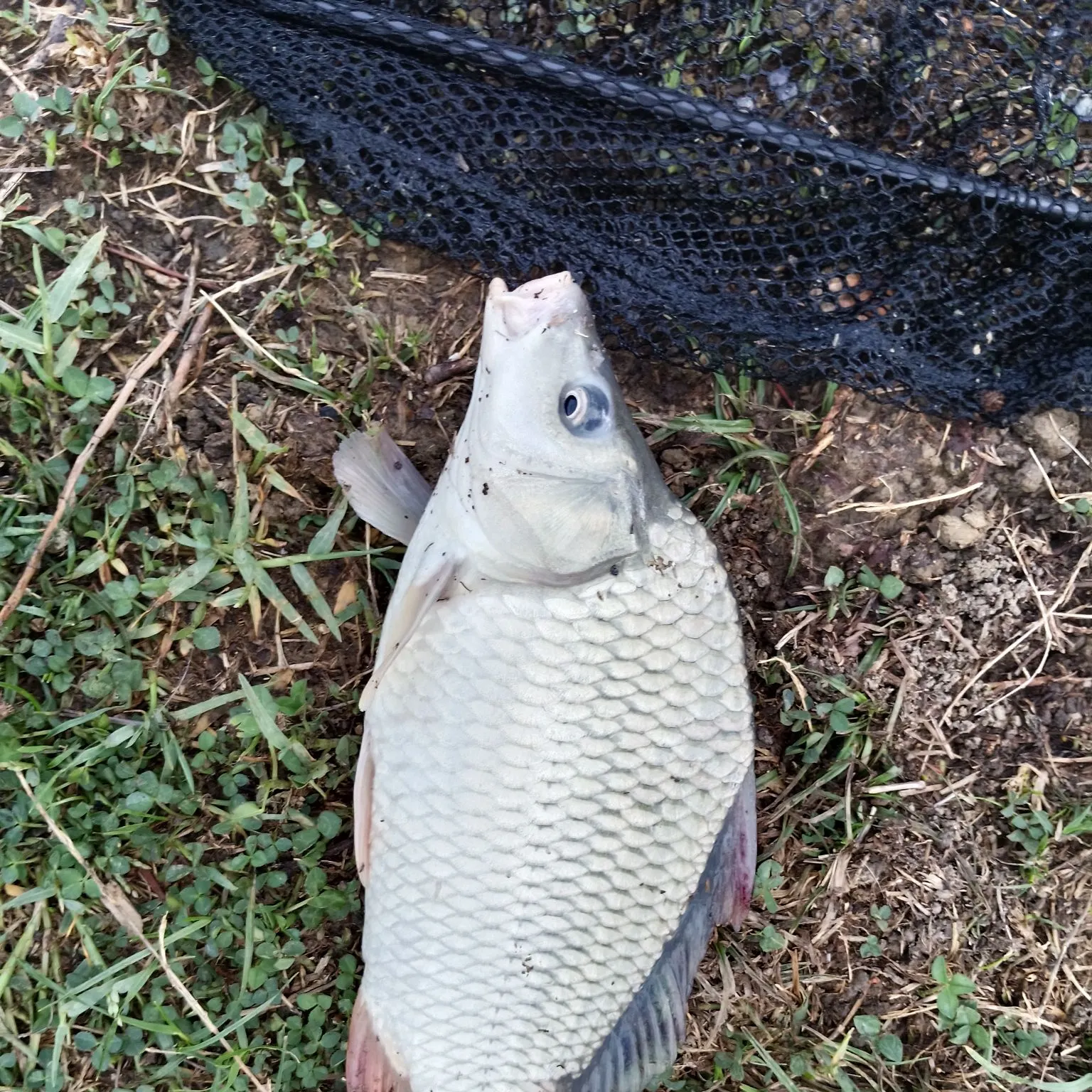Common rudd caught on Fishbrain