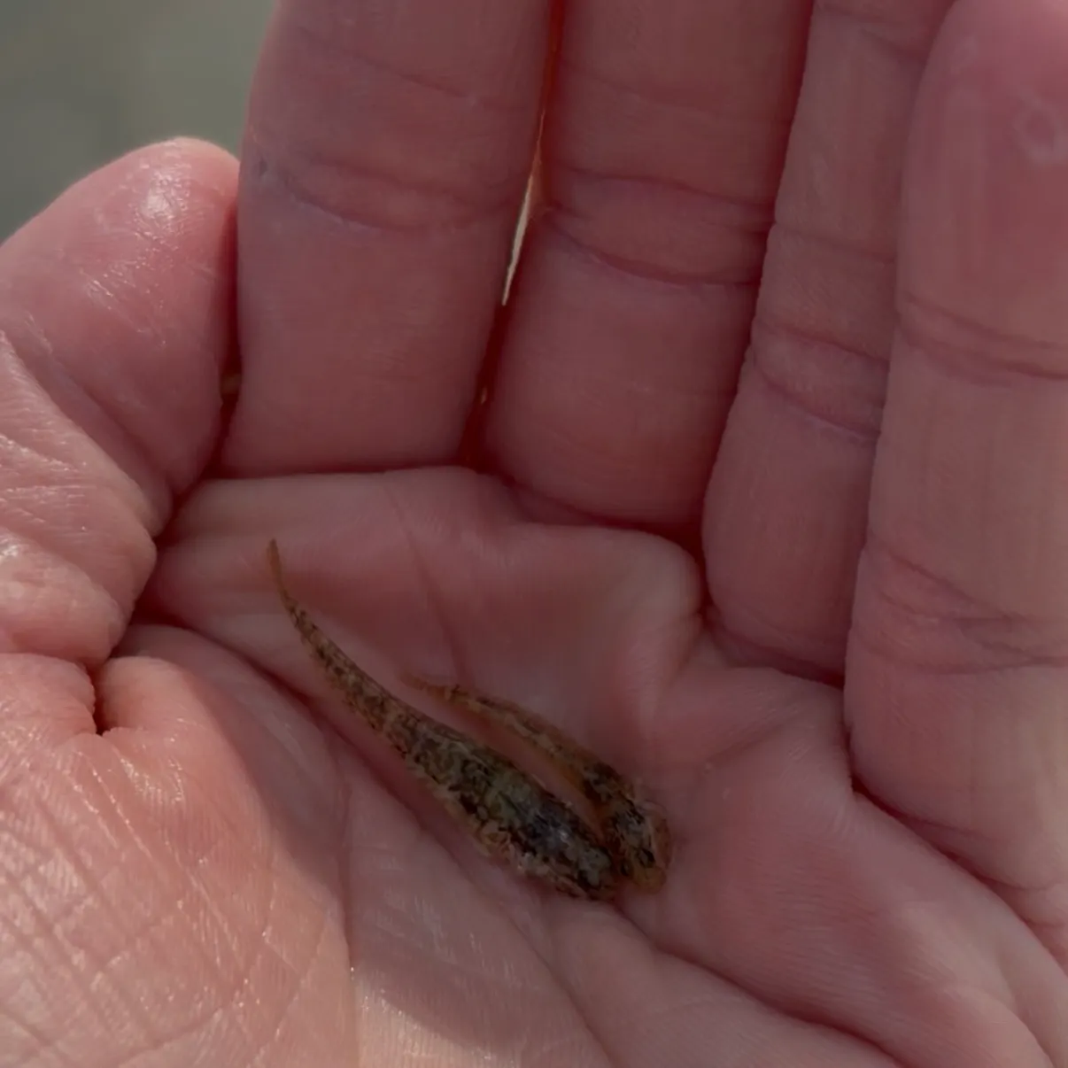 Naked goby caught on Fishbrain