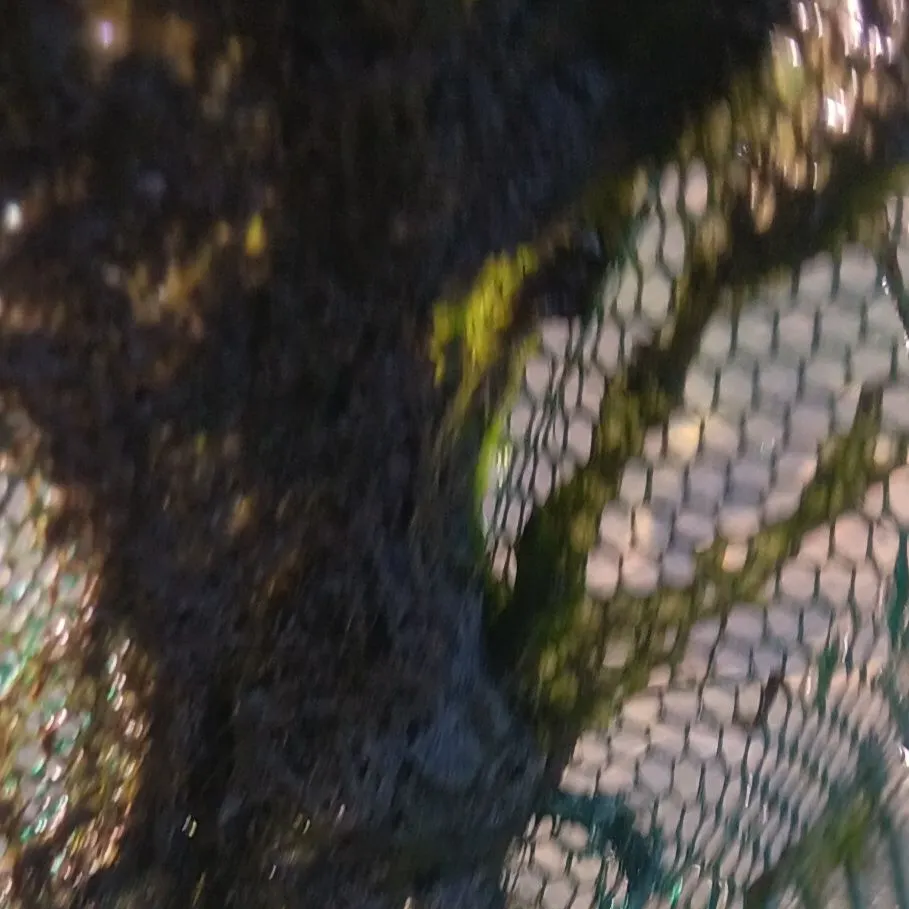 The most recent Eurasian minnow catches on Fishbrain