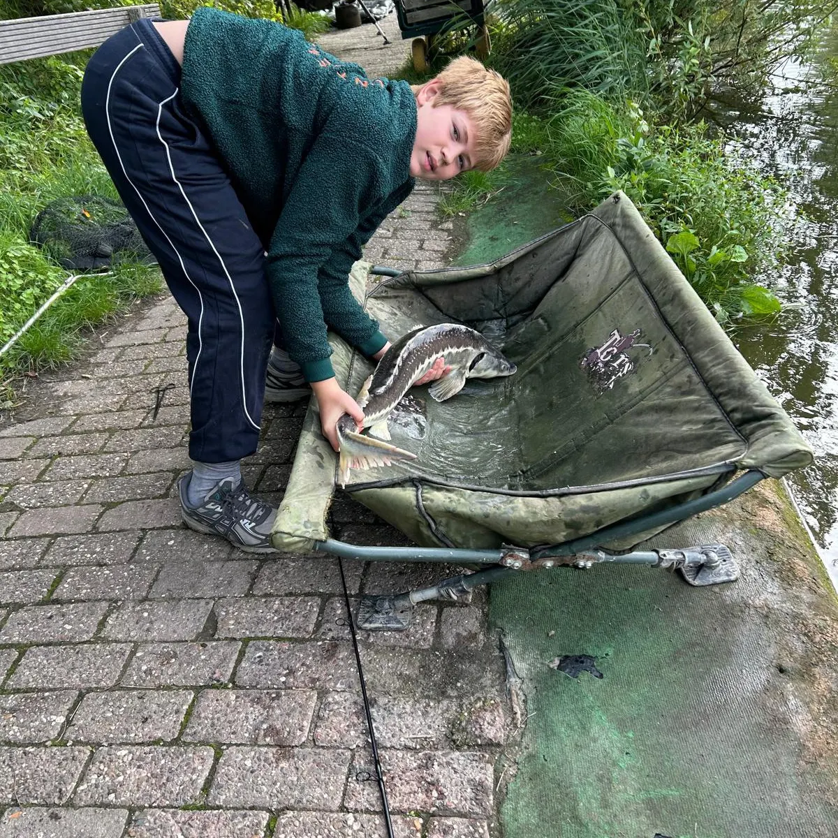 White sturgeon caught on Fishbrain