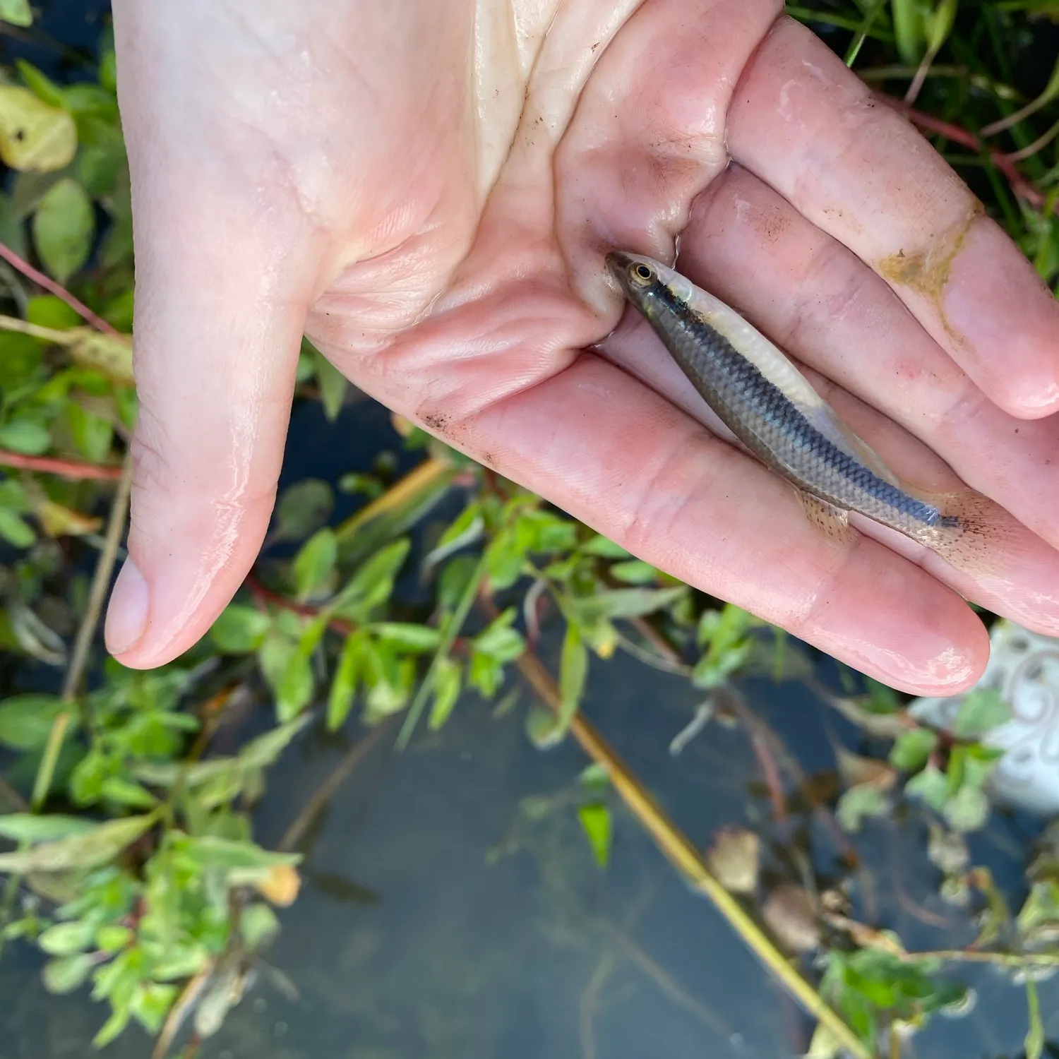 The most recent Blackstripe topminnow catches on Fishbrain