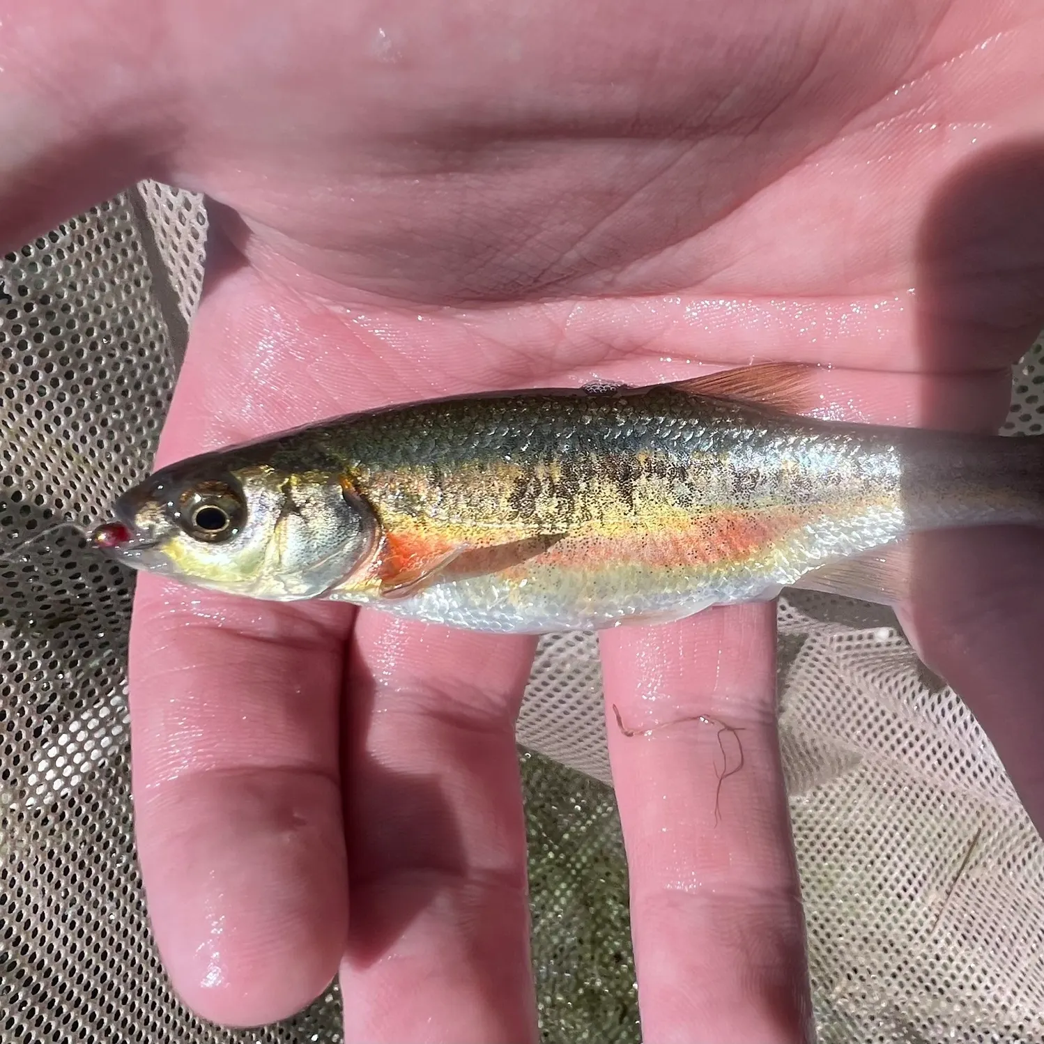 The most recent Redside shiner catches on Fishbrain