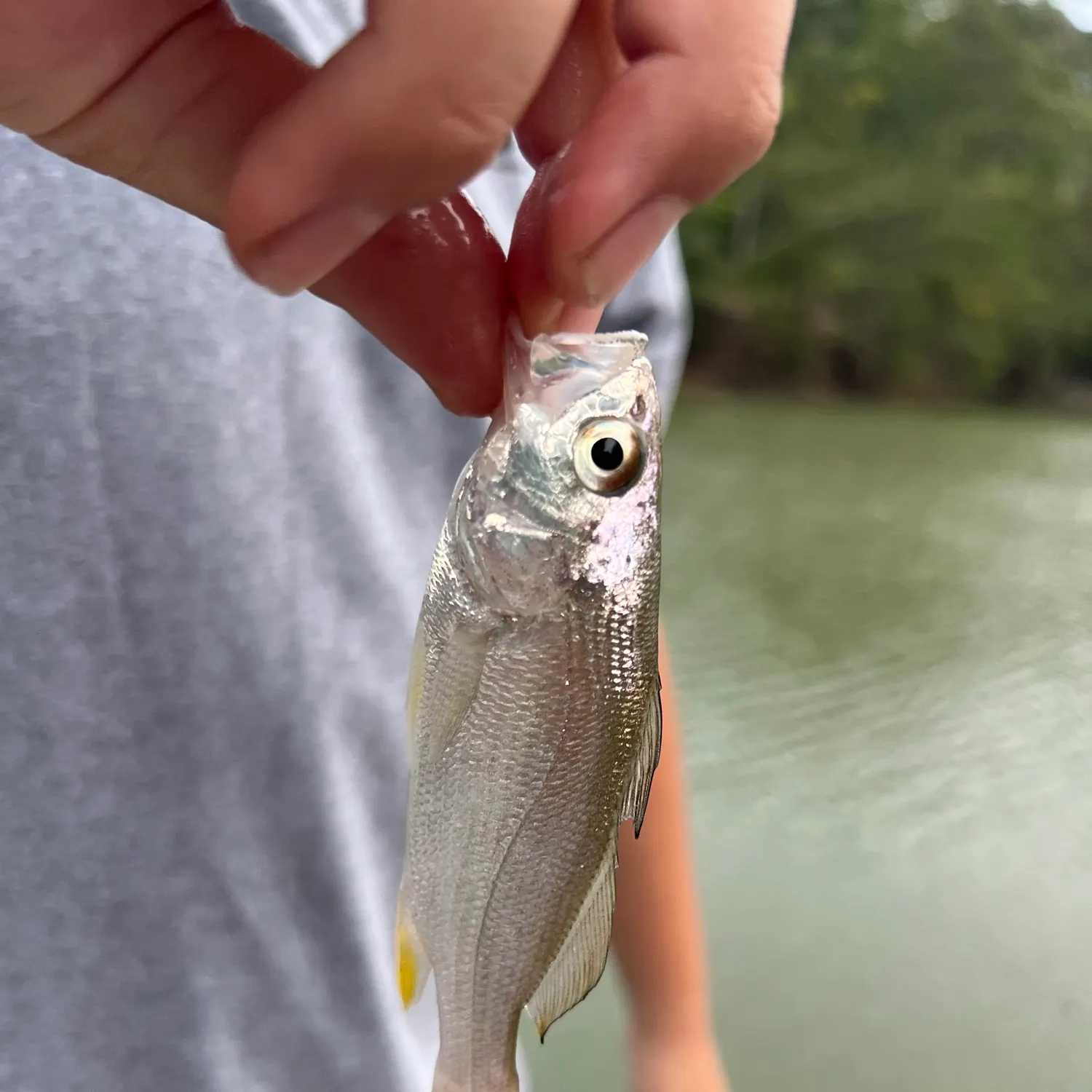 The most recent Silver perch catches on Fishbrain