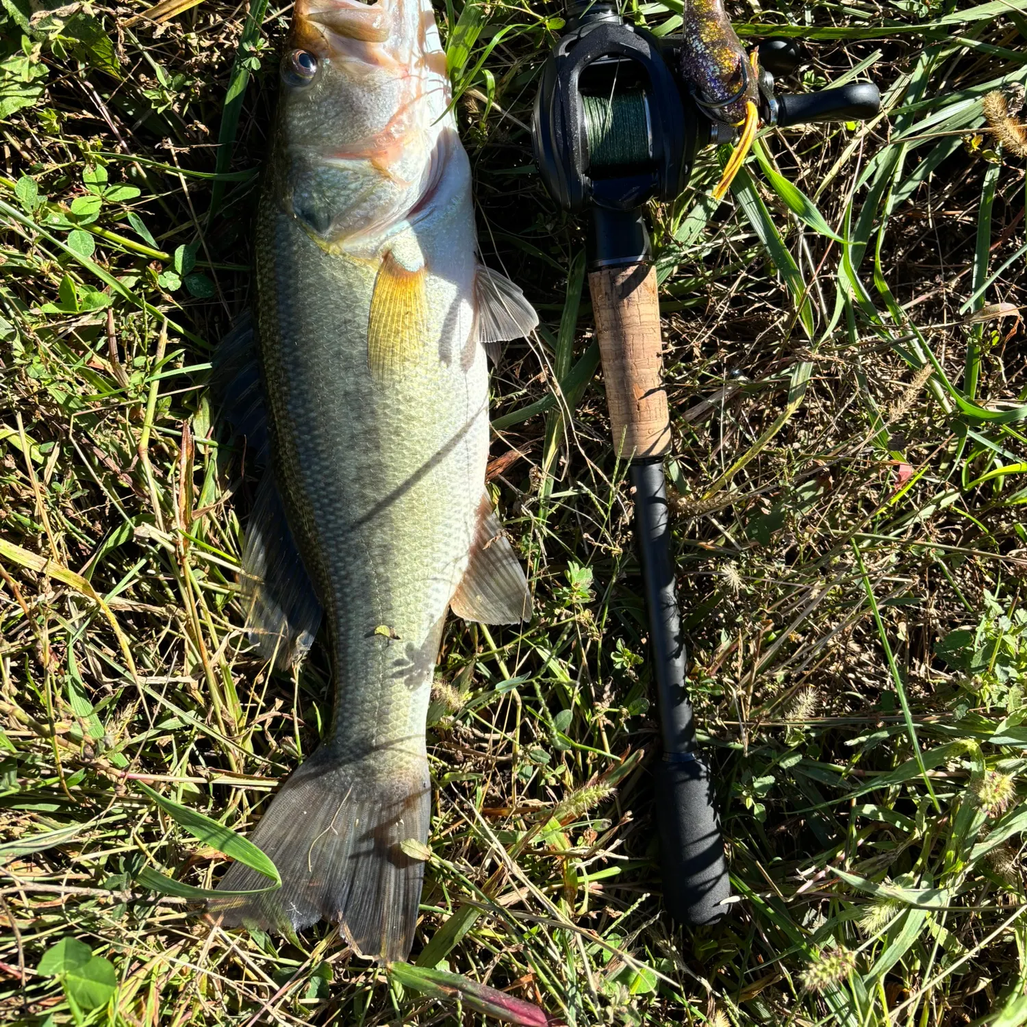 Largemouth bass caught on Fishbrain