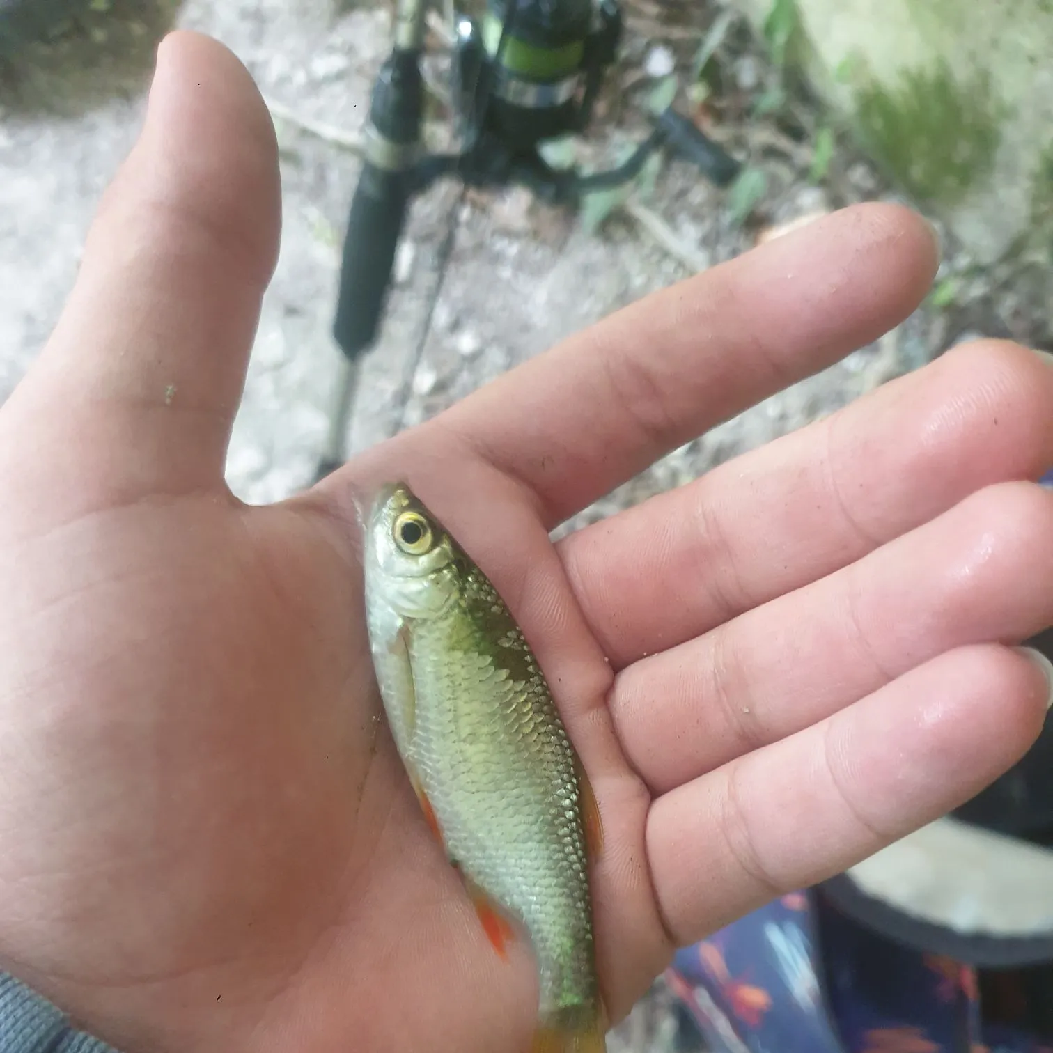 Common roach caught on Fishbrain