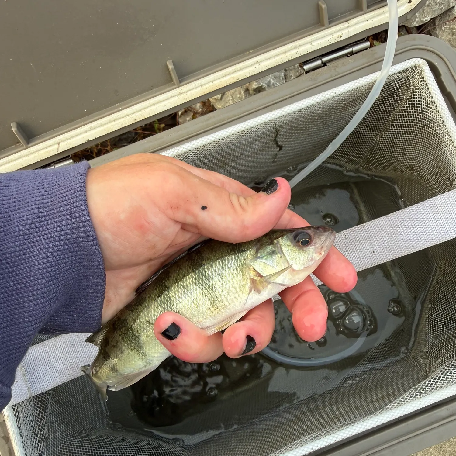 Yellow perch caught on Fishbrain