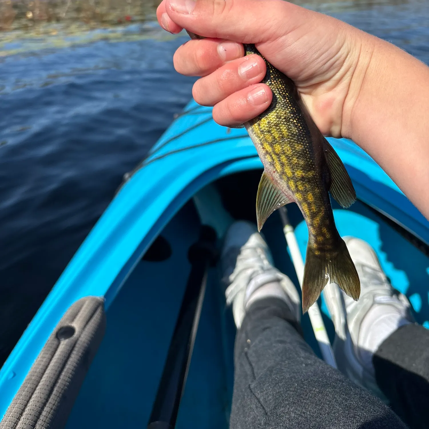 Chain pickerel caught on Fishbrain