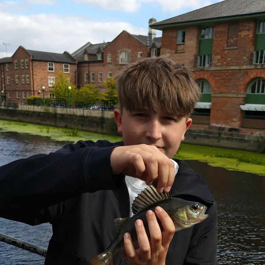 European perch caught on Fishbrain