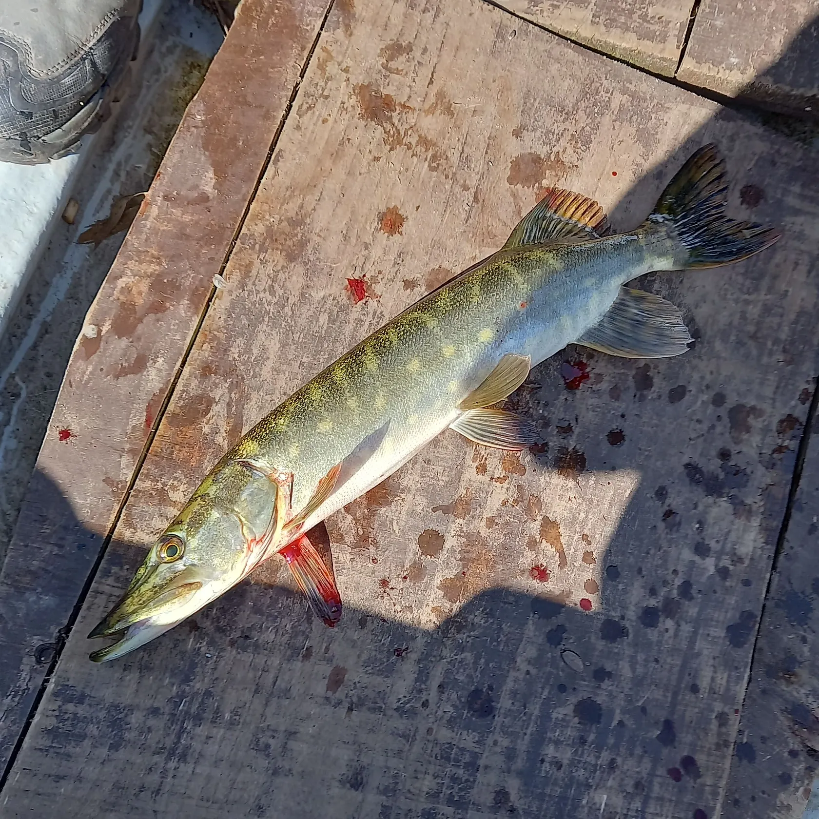 Fish caught on Fishbrain