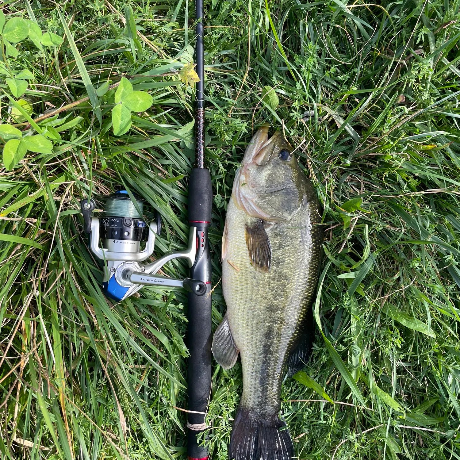 Largemouth bass caught on Fishbrain