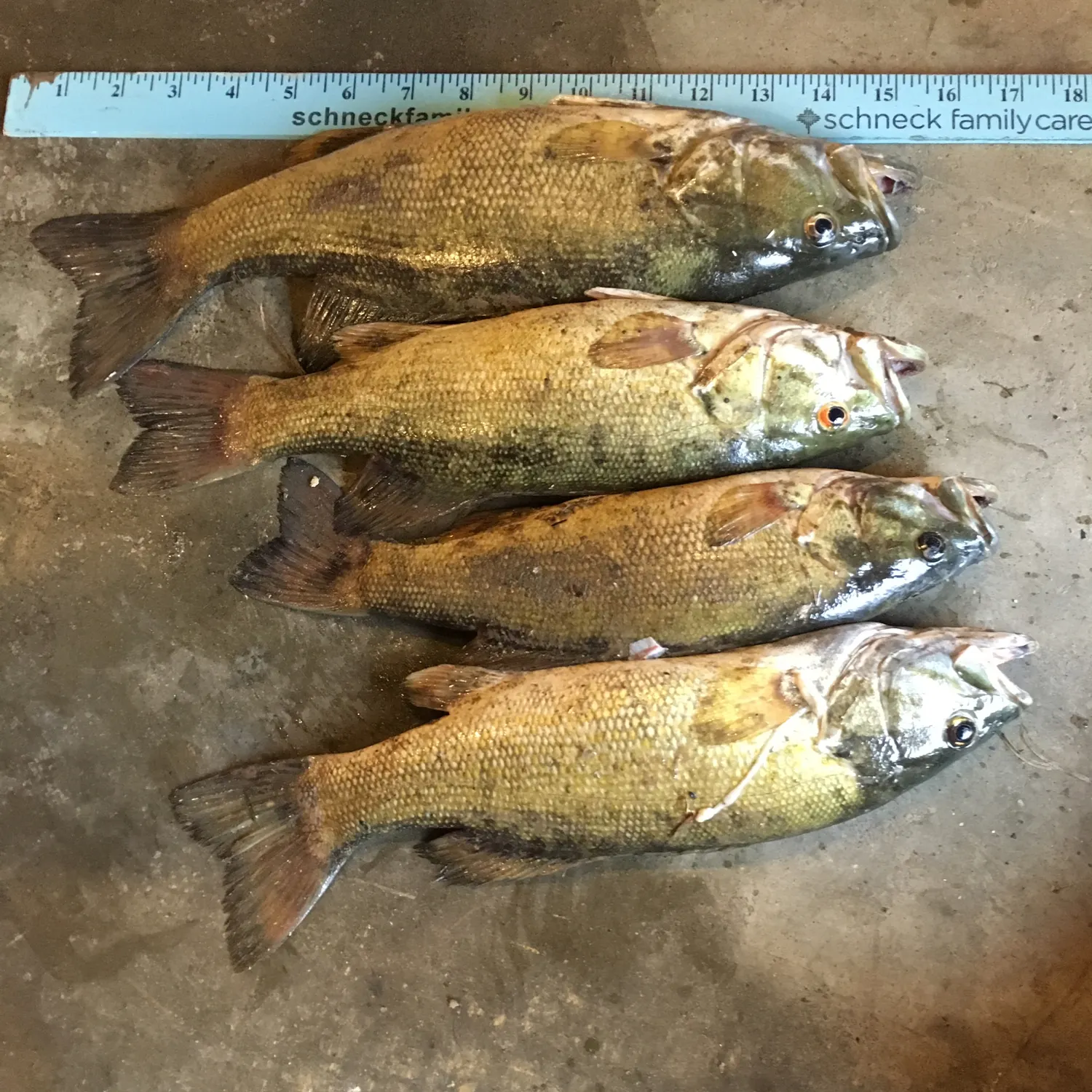 recently logged catches