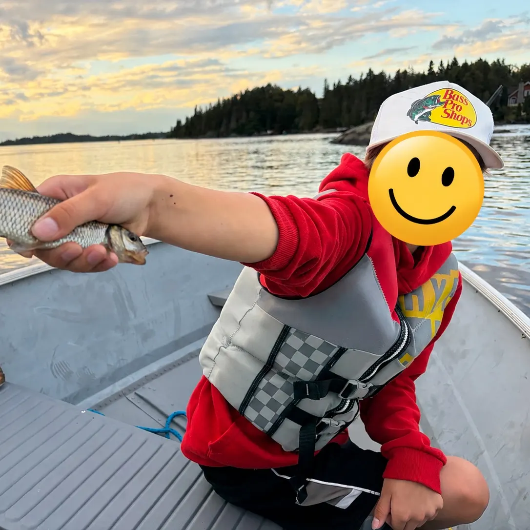 Fallfish caught on Fishbrain