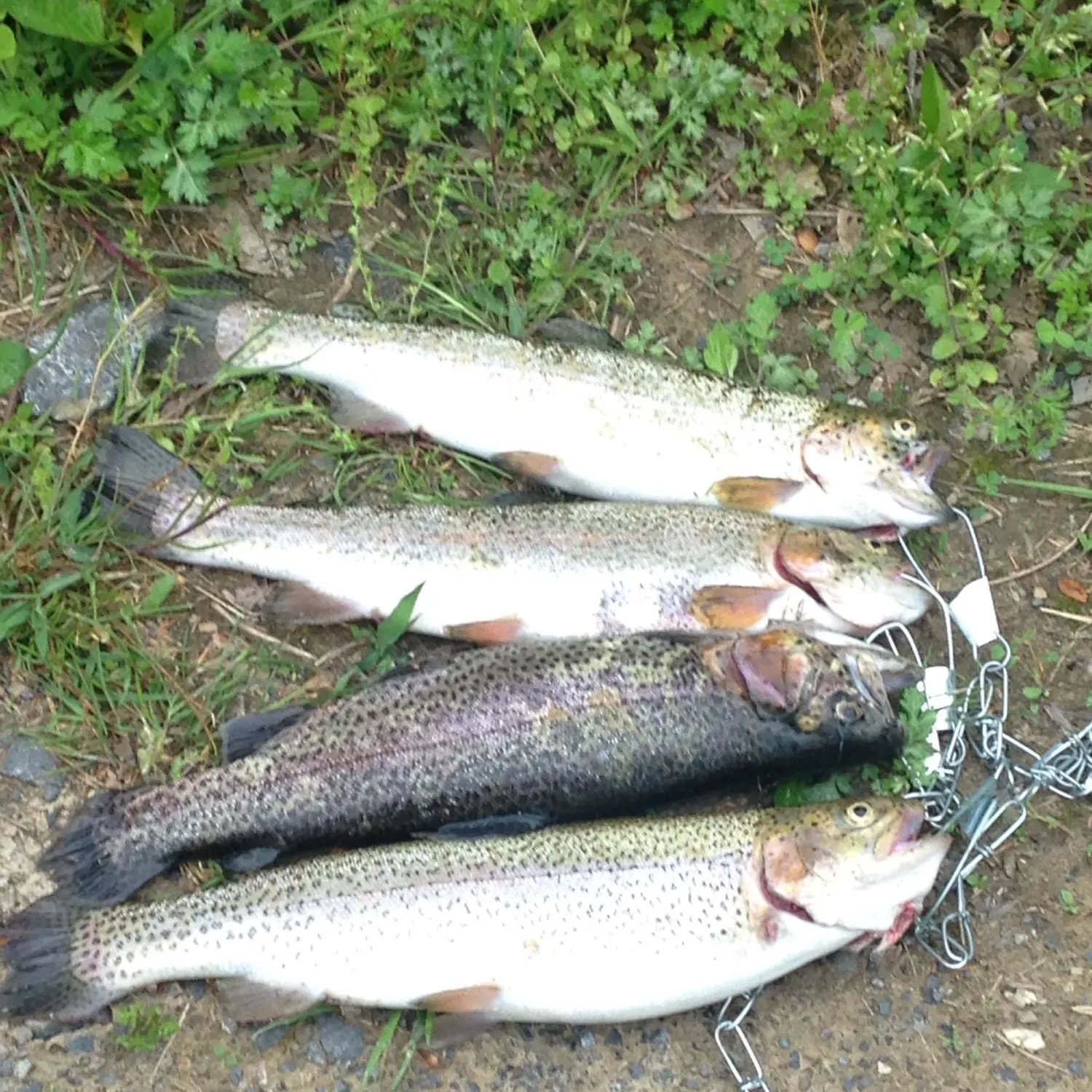 recently logged catches