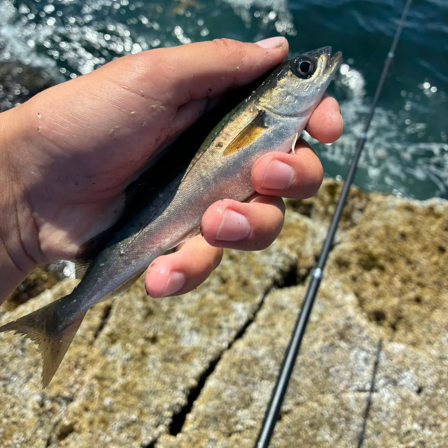 The most recent Atlantic pollock catches on Fishbrain