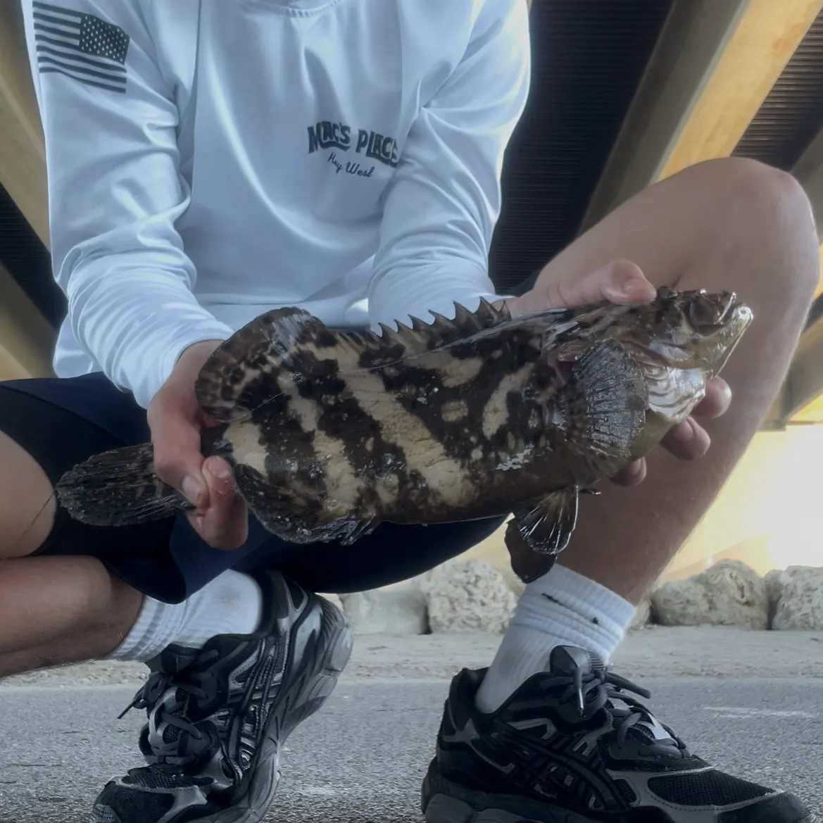 The most recent Atlantic goliath grouper catches on Fishbrain
