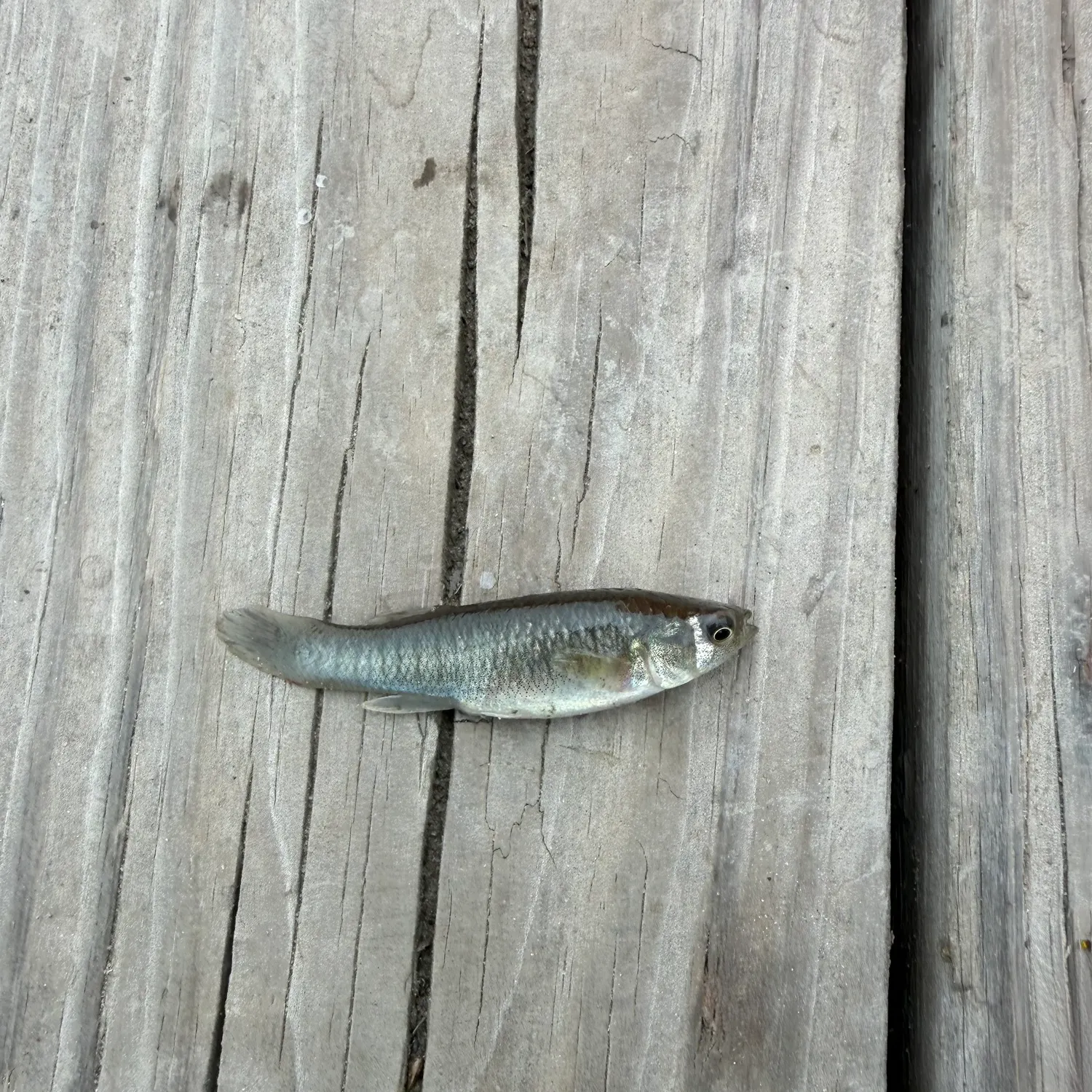Mummichog caught on Fishbrain