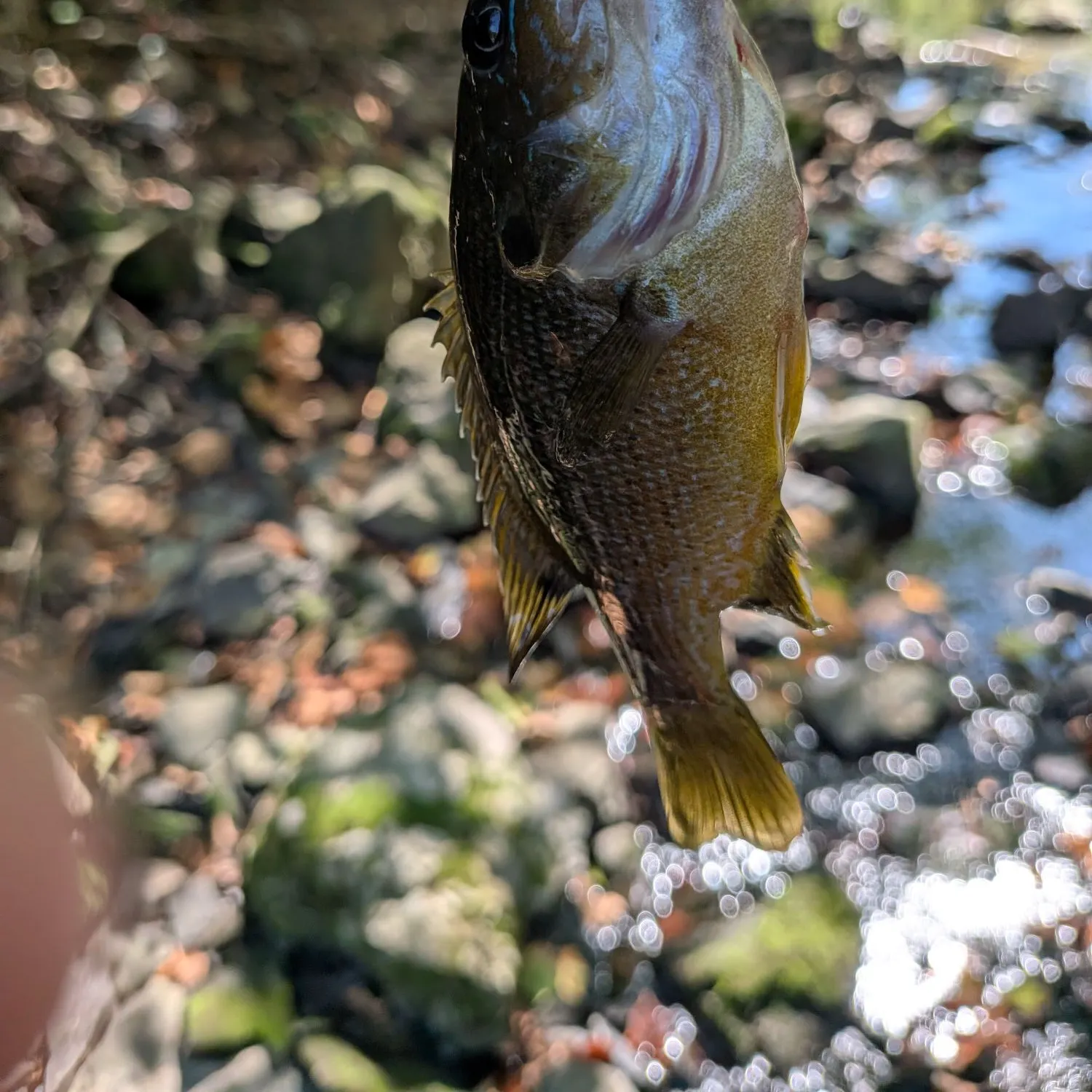 Green sunfish caught on Fishbrain