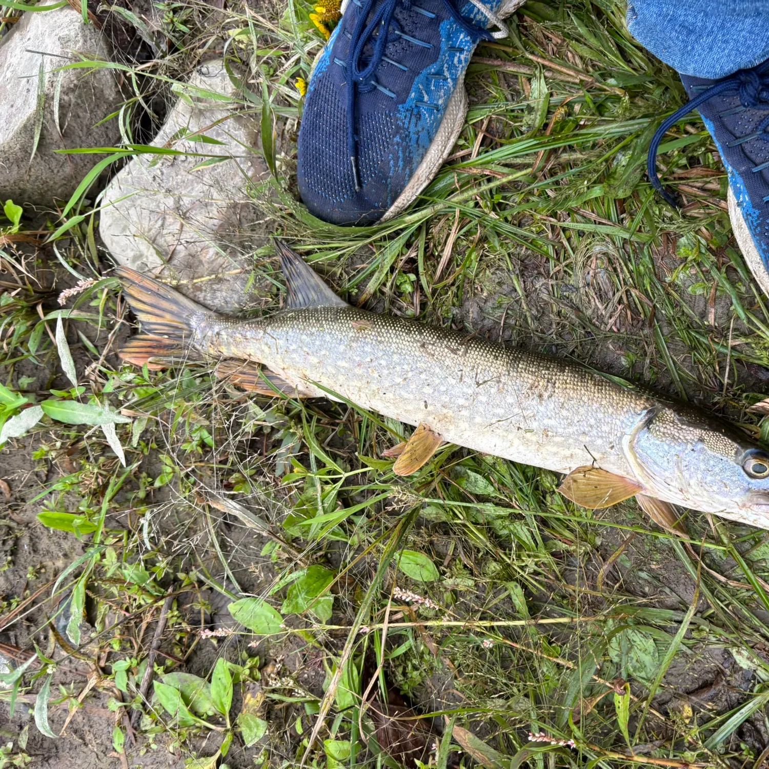 Northern pike caught on Fishbrain