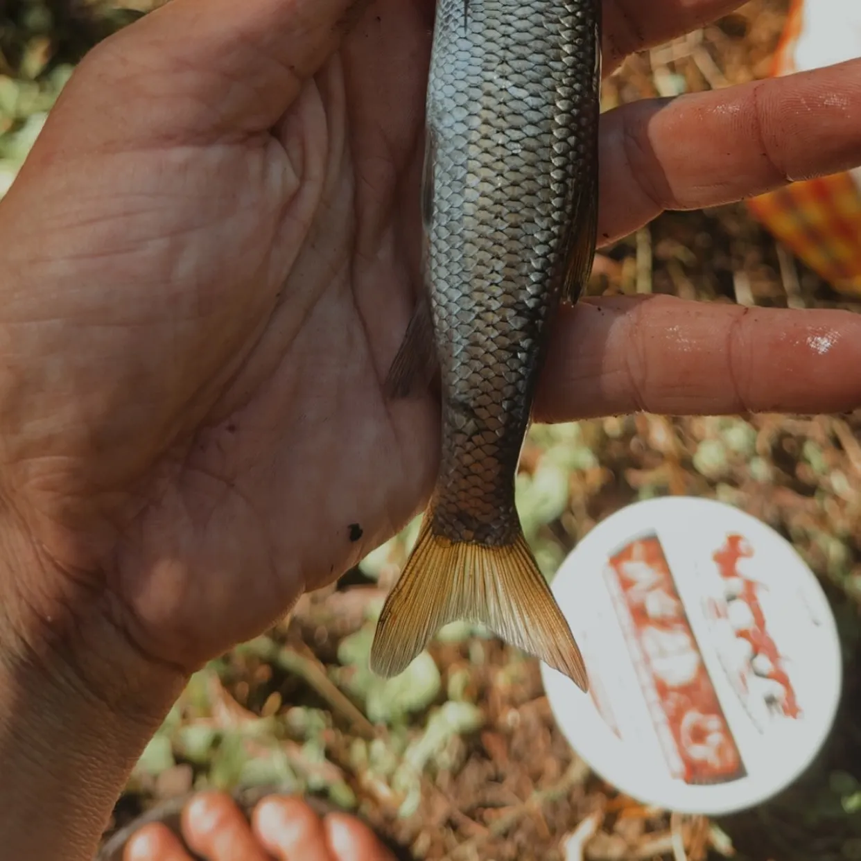 Fallfish caught on Fishbrain