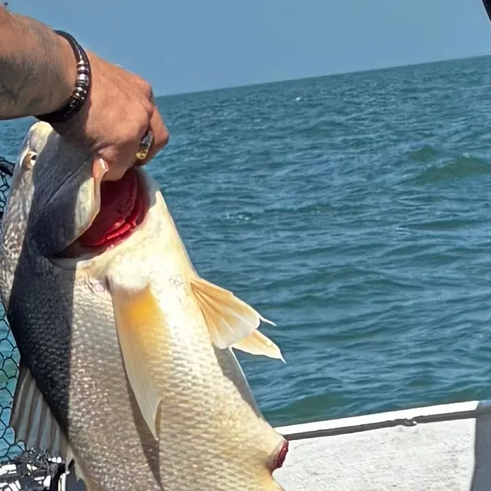The most recent Sheepshead catches on Fishbrain