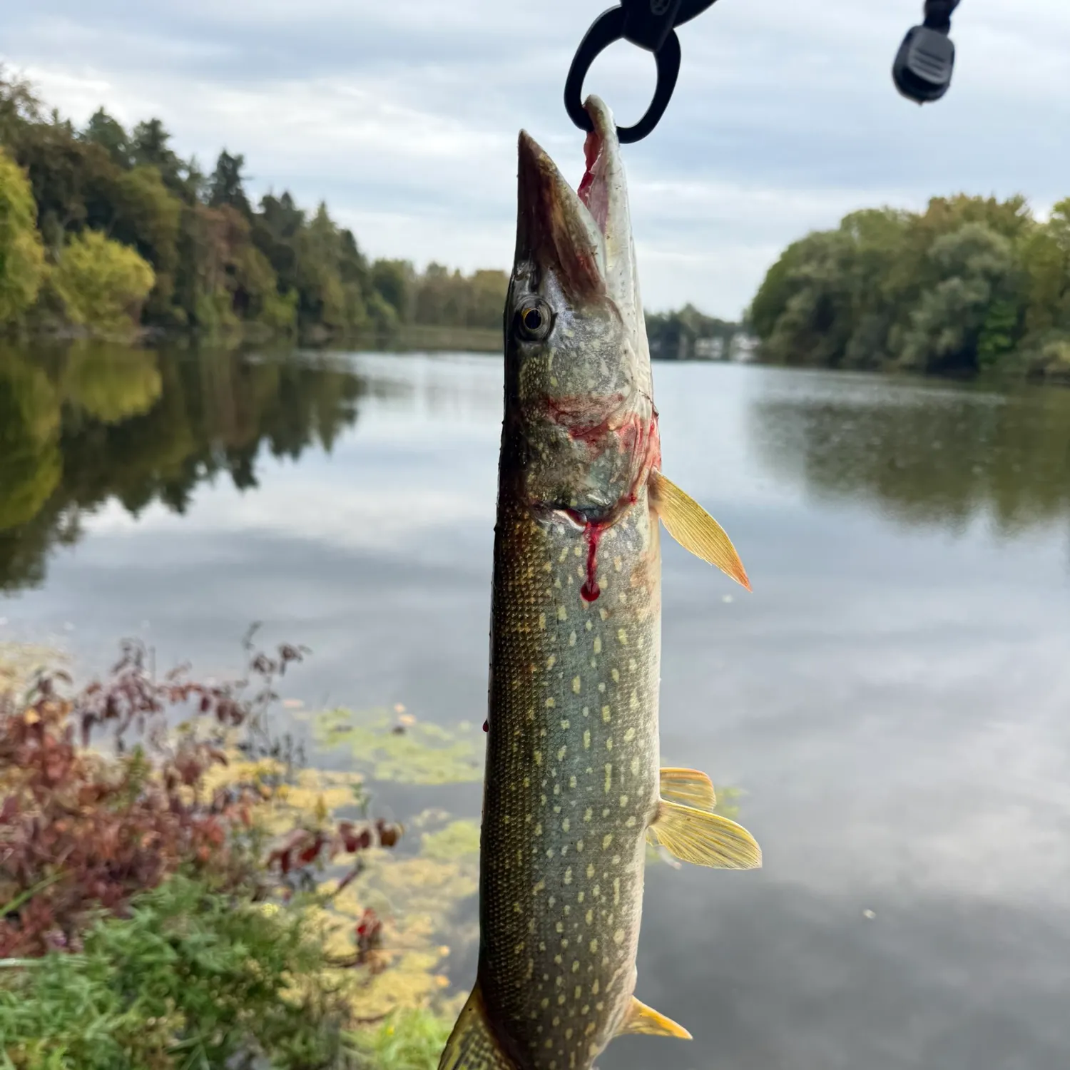 Fishing in Rochester, NY (United States) ️️️️ Find Spots, Species & Tips