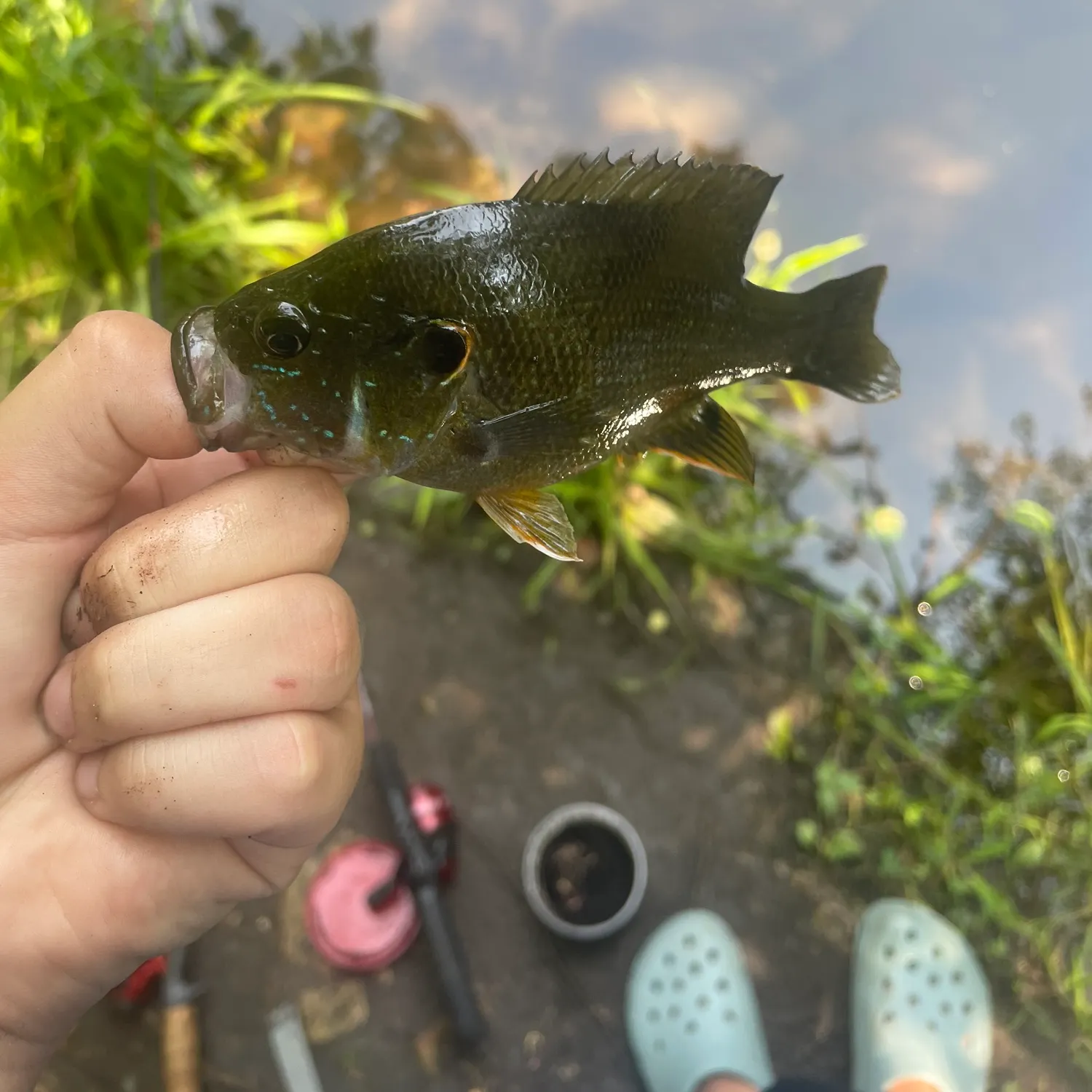 Pumpkingill hybrid caught on Fishbrain