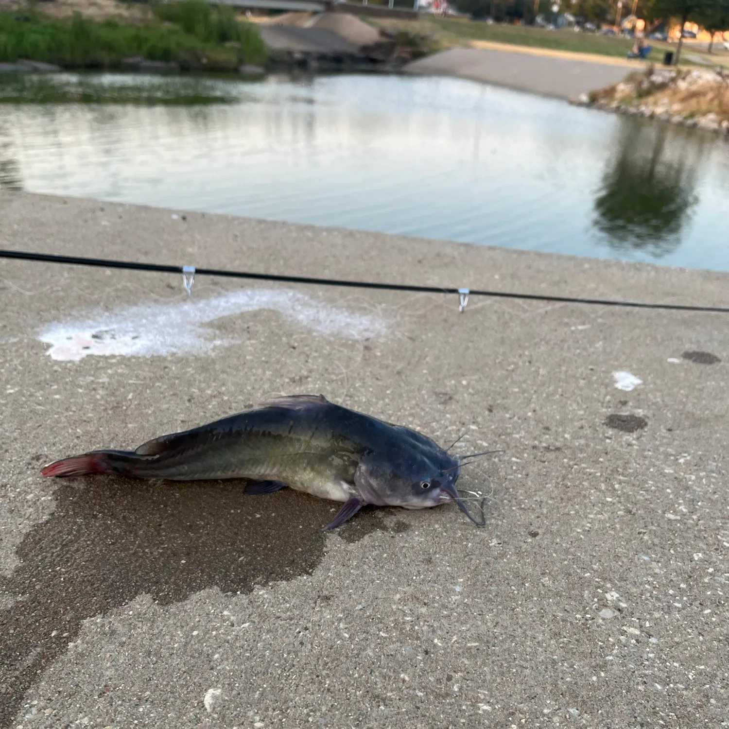 Black bullhead caught on Fishbrain