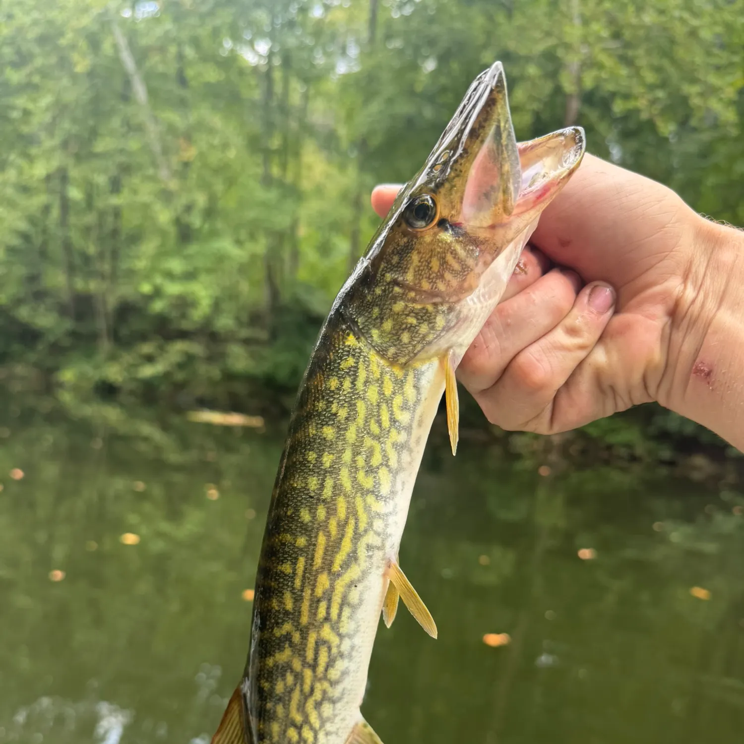 Chain pickerel caught on Fishbrain