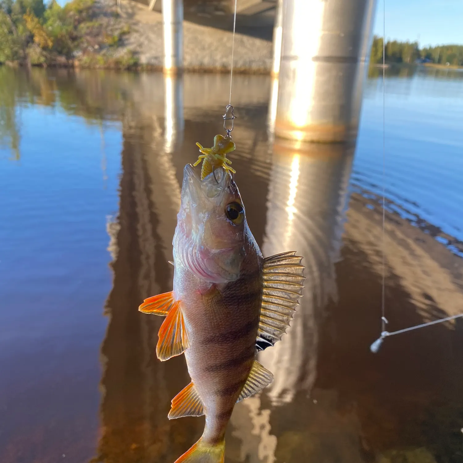 European perch caught on Fishbrain