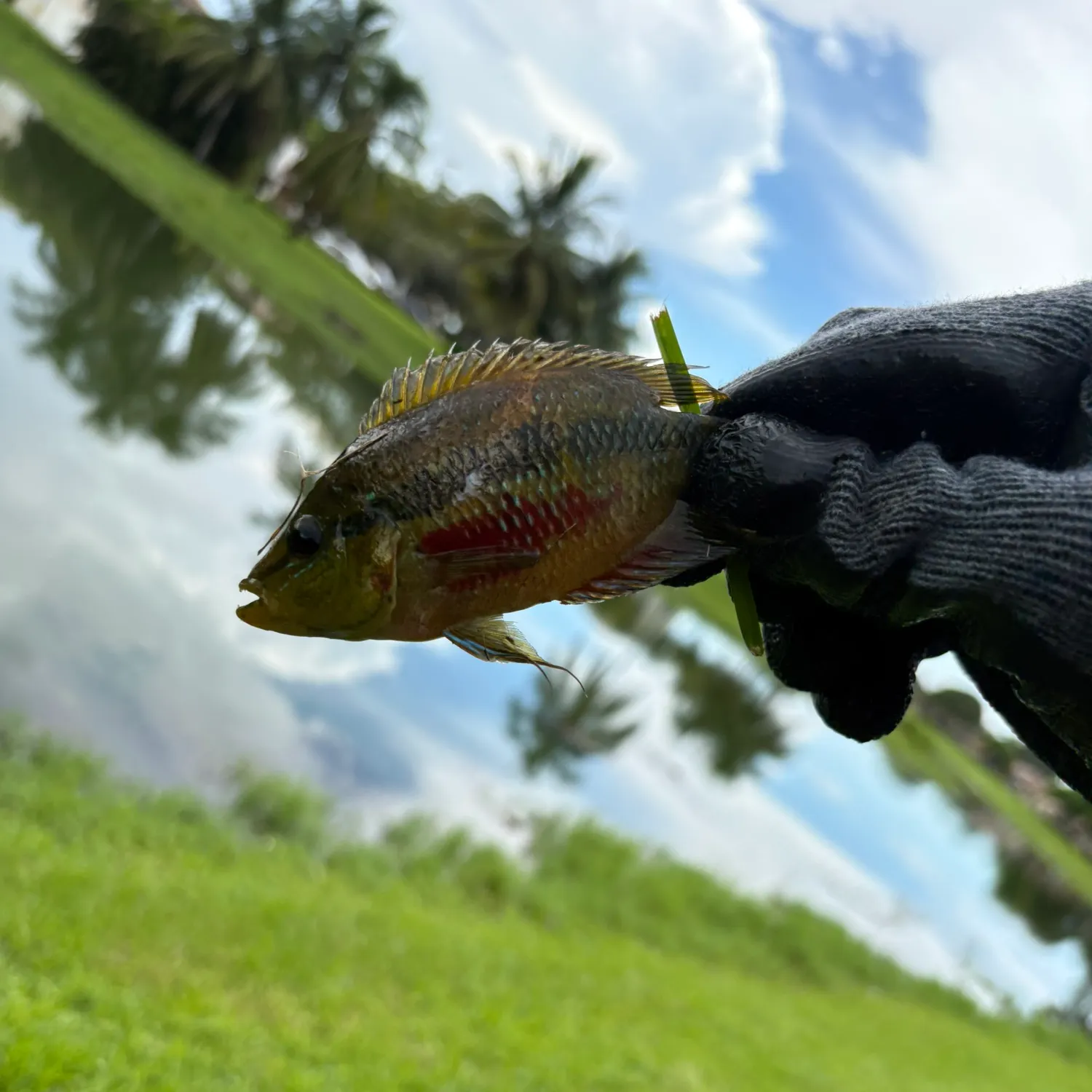 Fish caught on Fishbrain