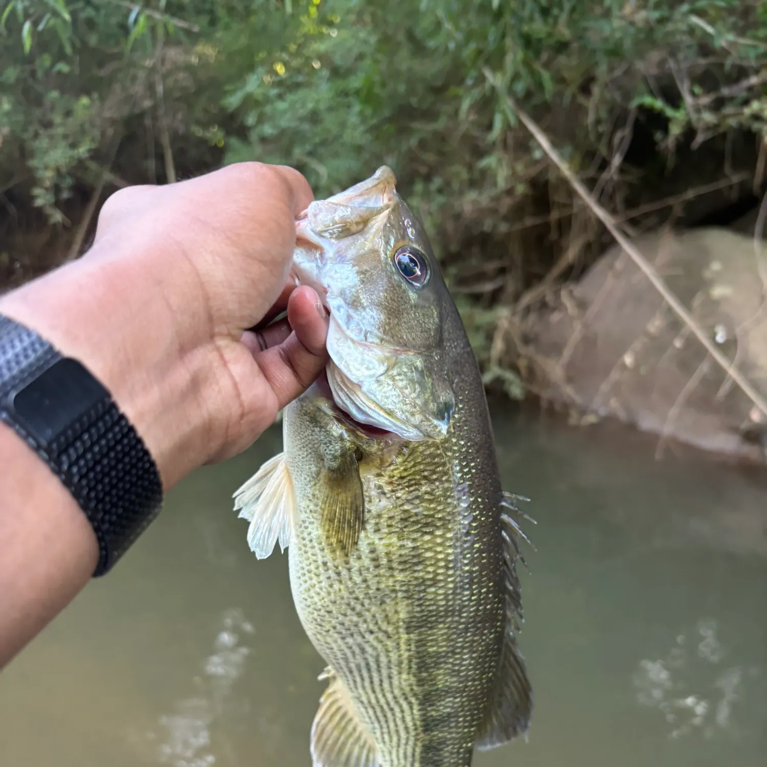 The most recent Alabama bass catches on Fishbrain