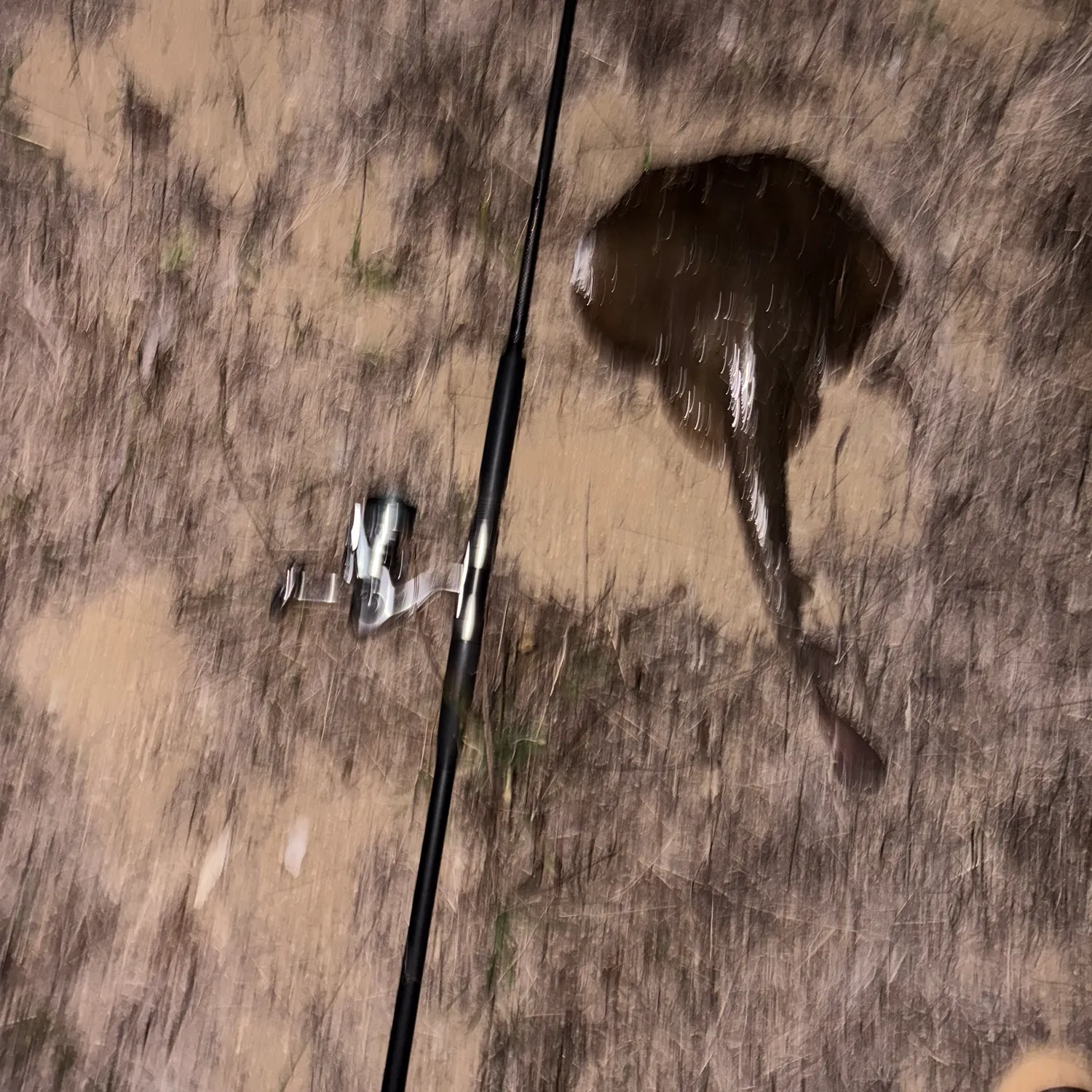 The most recent Thornback guitarfish catches on Fishbrain