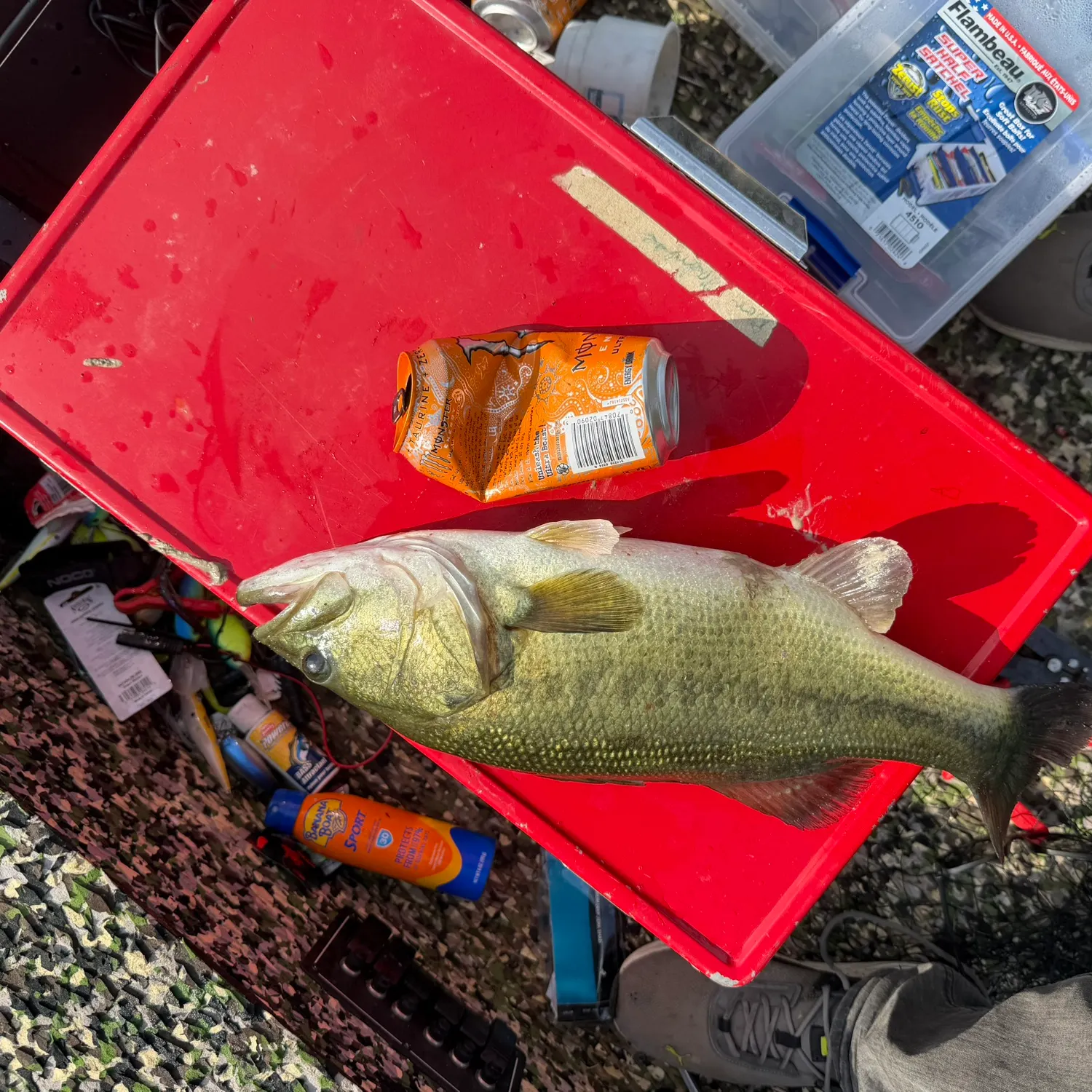 Largemouth bass caught on Fishbrain