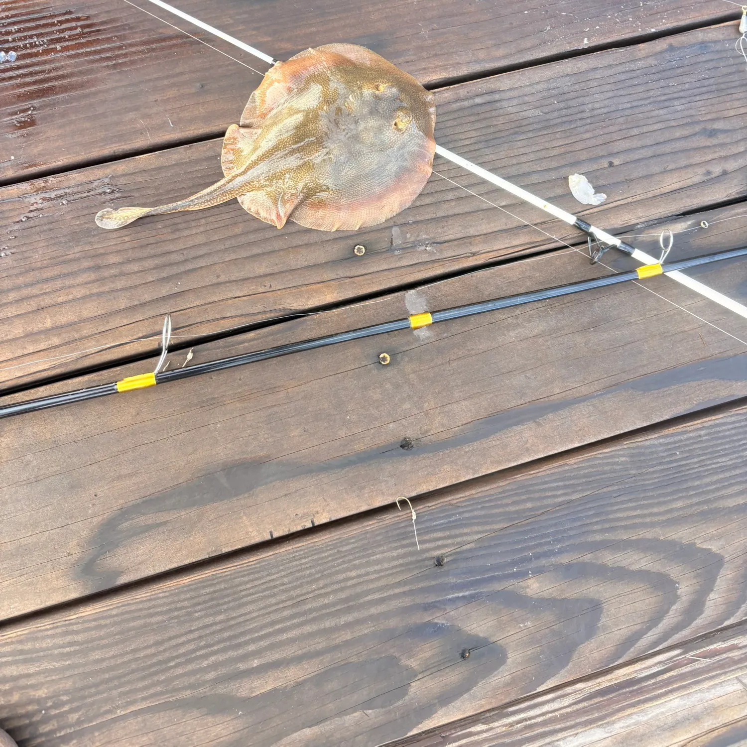 The most recent Haller's round ray catches on Fishbrain