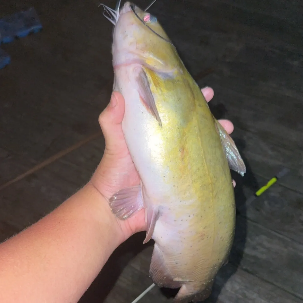 Channel catfish caught on Fishbrain