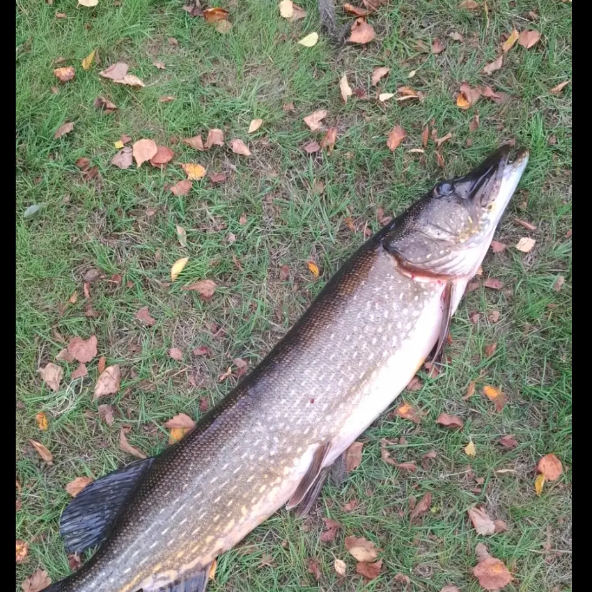 Northern pike caught on Fishbrain