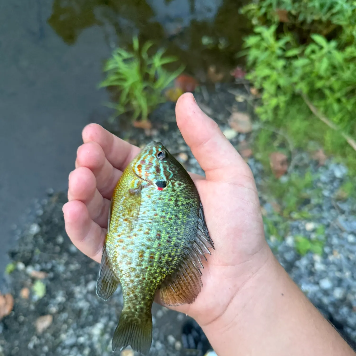 Pumpkinseed caught on Fishbrain