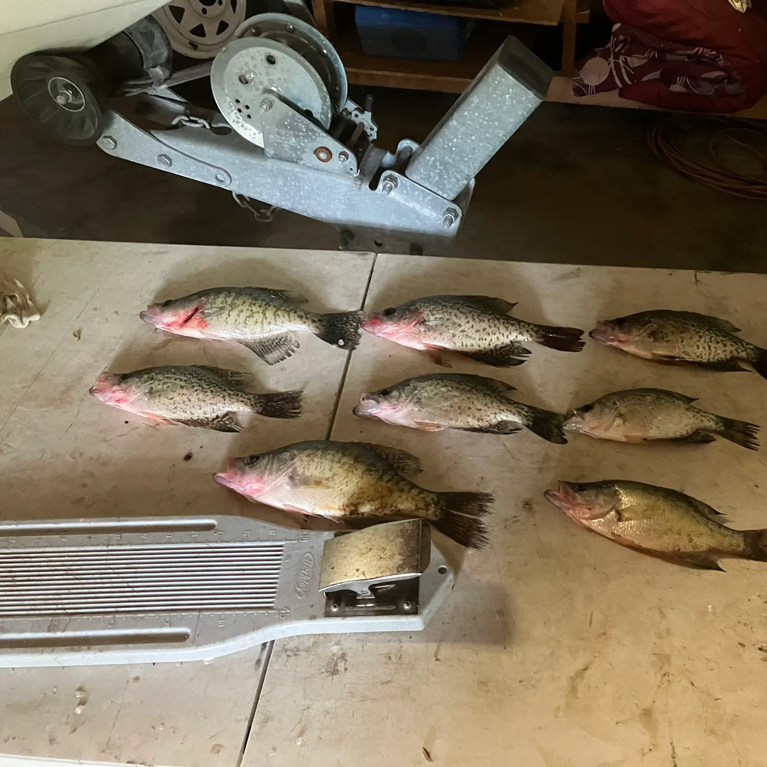 recently logged catches