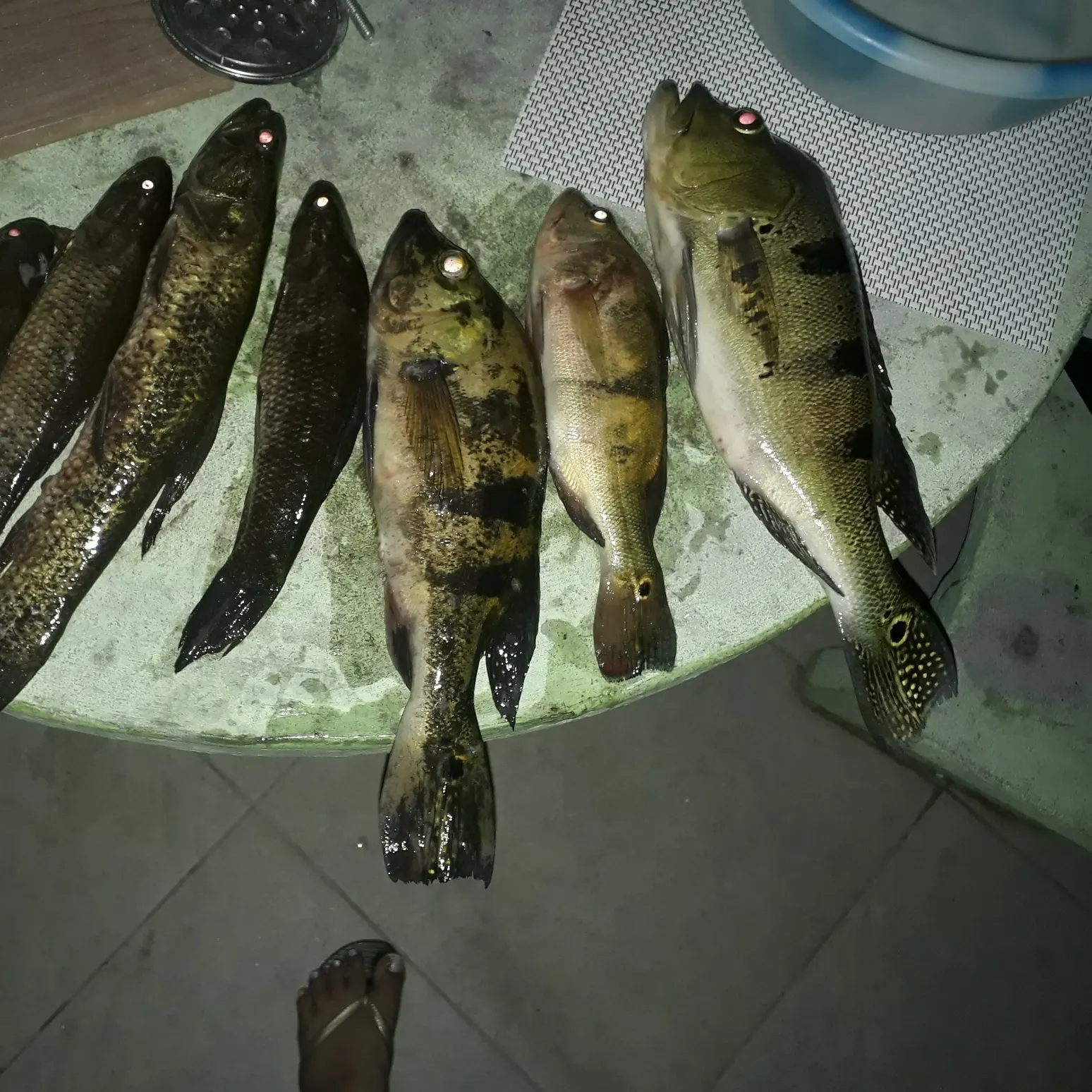 recently logged catches