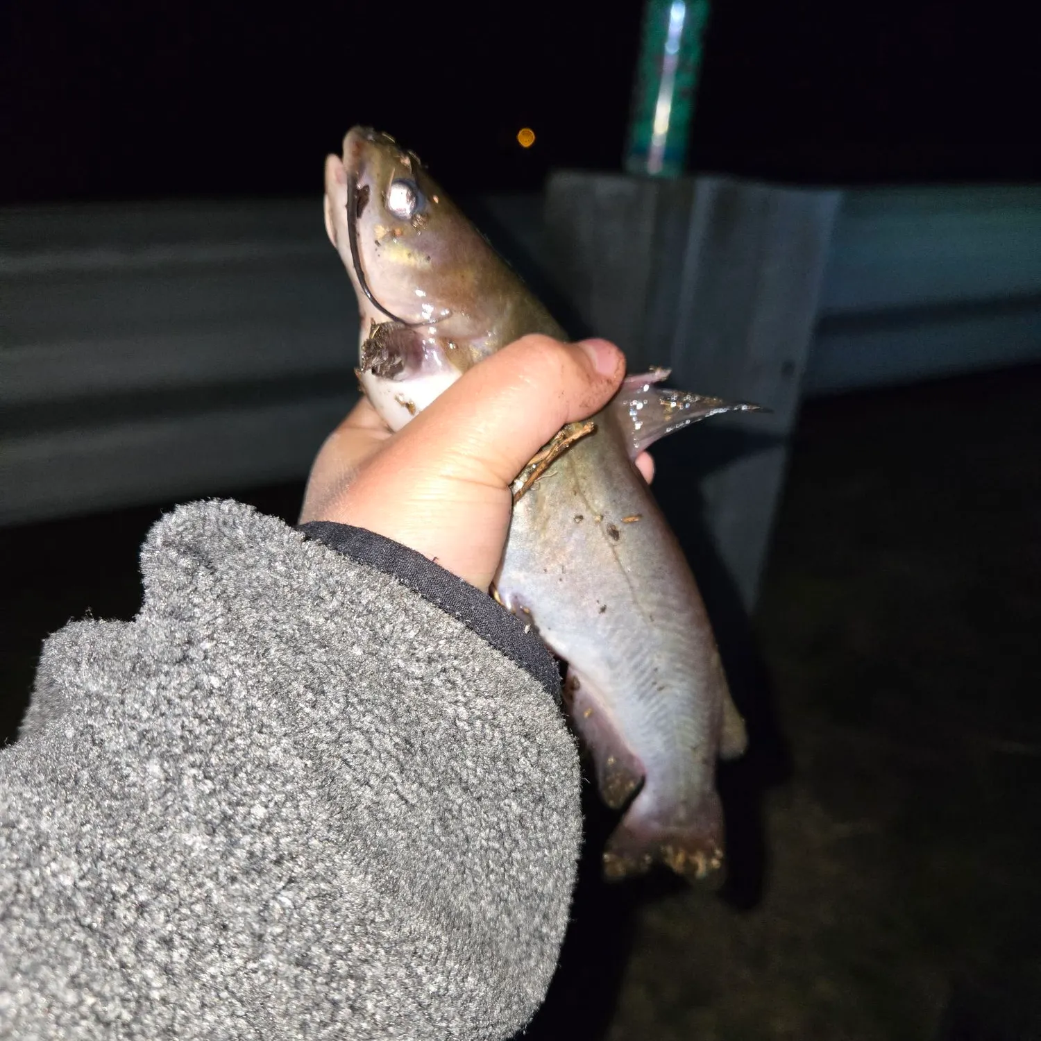 The most recent White bullhead catches on Fishbrain