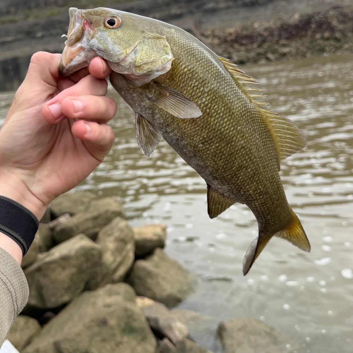 Smallmouth bass caught on Fishbrain