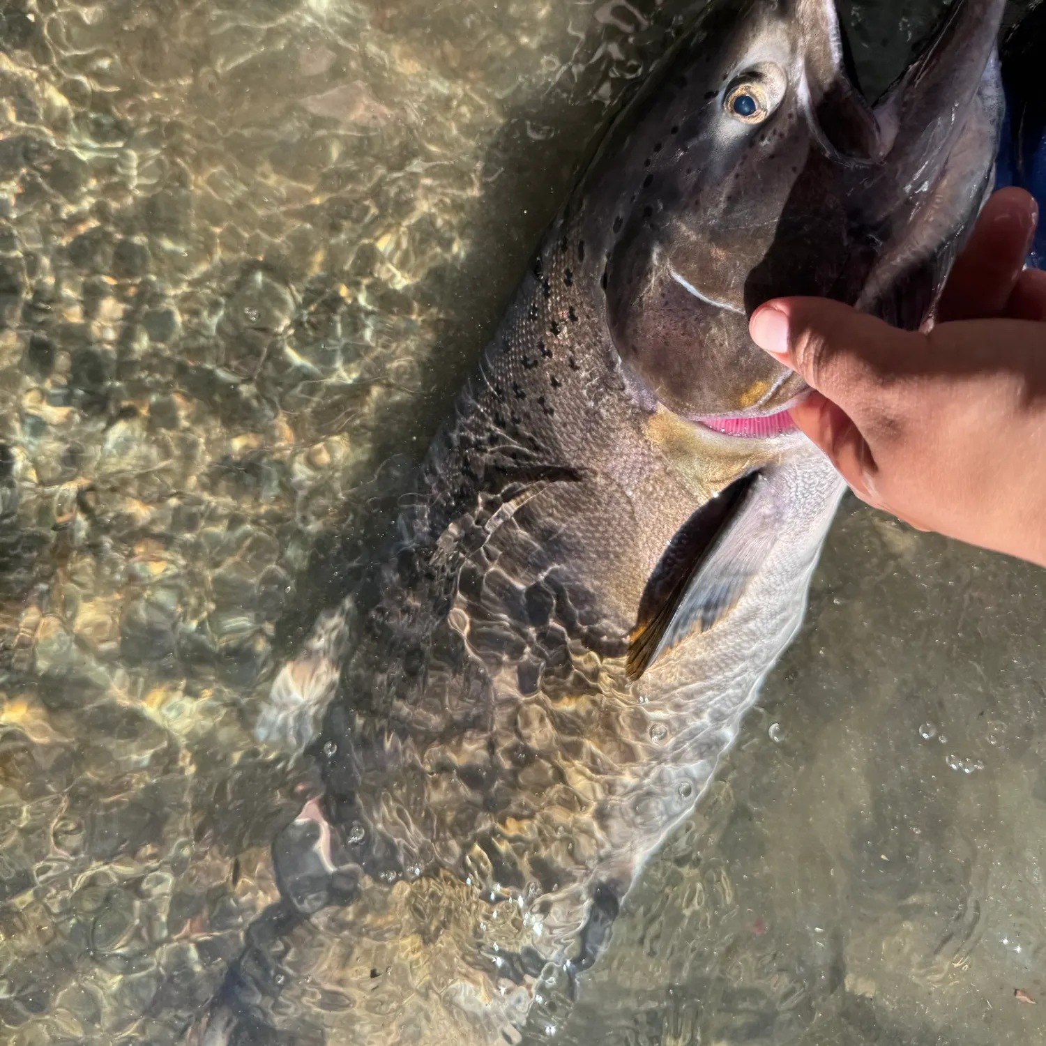 Chinook salmon caught on Fishbrain