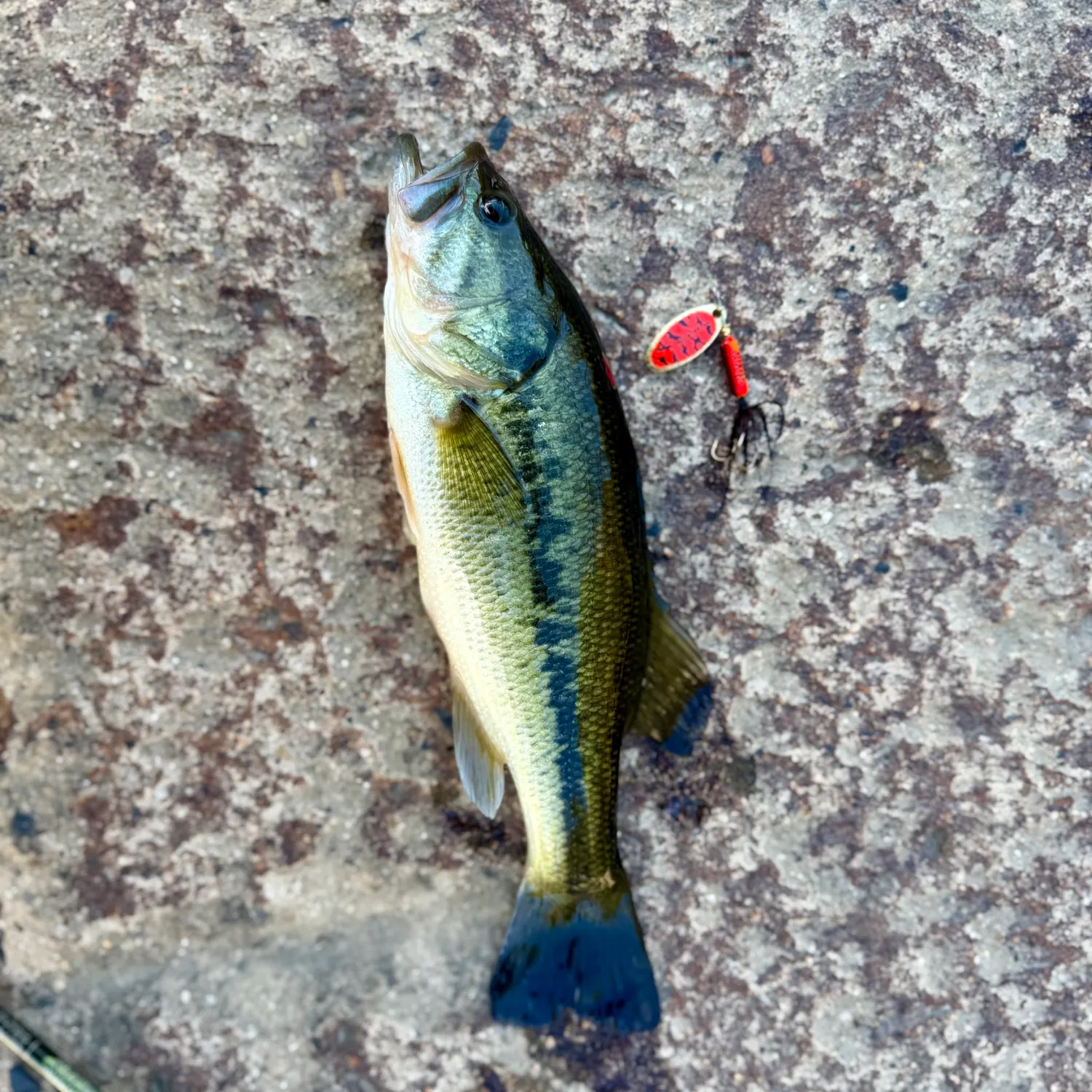 Largemouth bass caught on Fishbrain